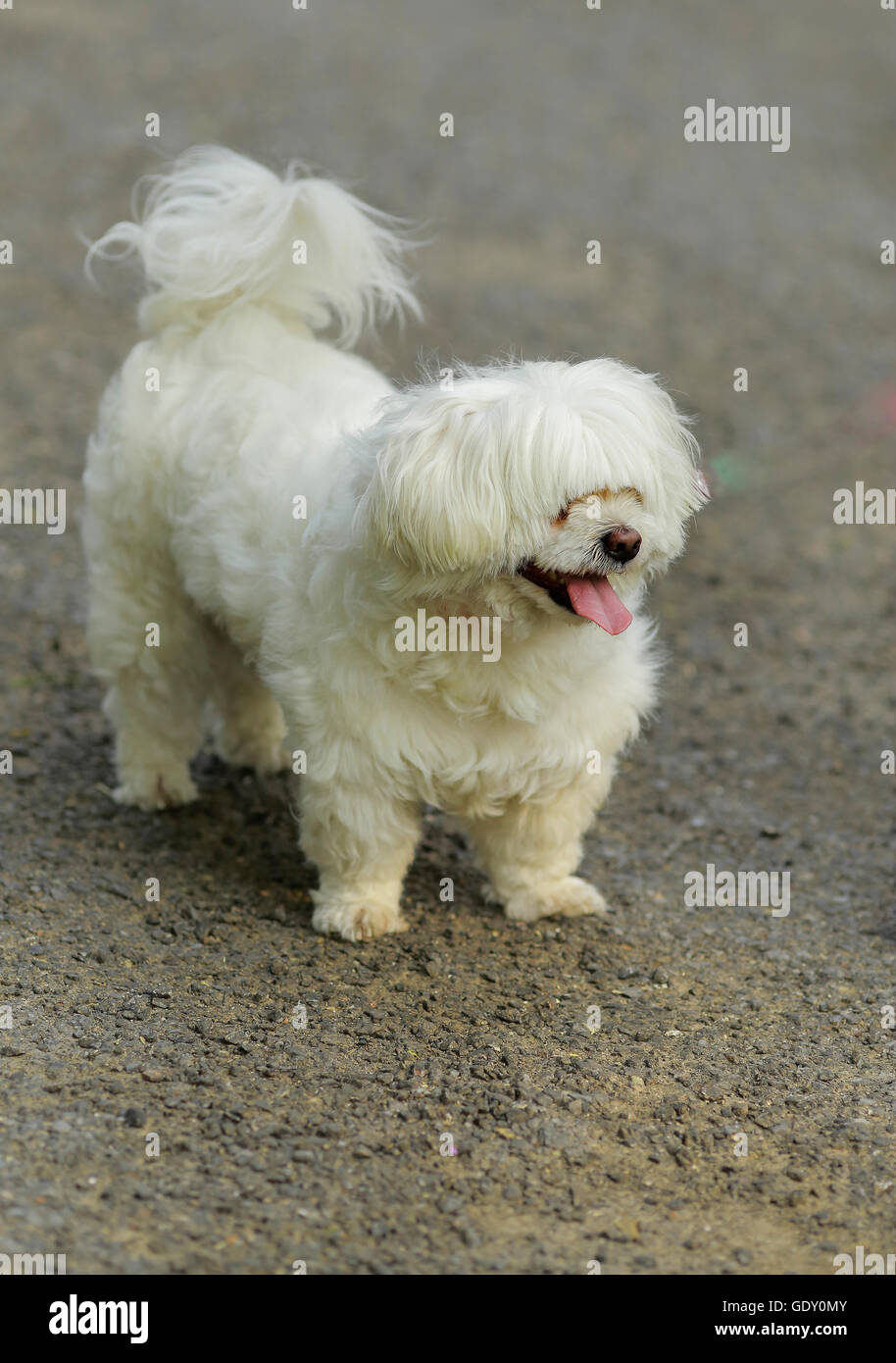 maltese dog hairy