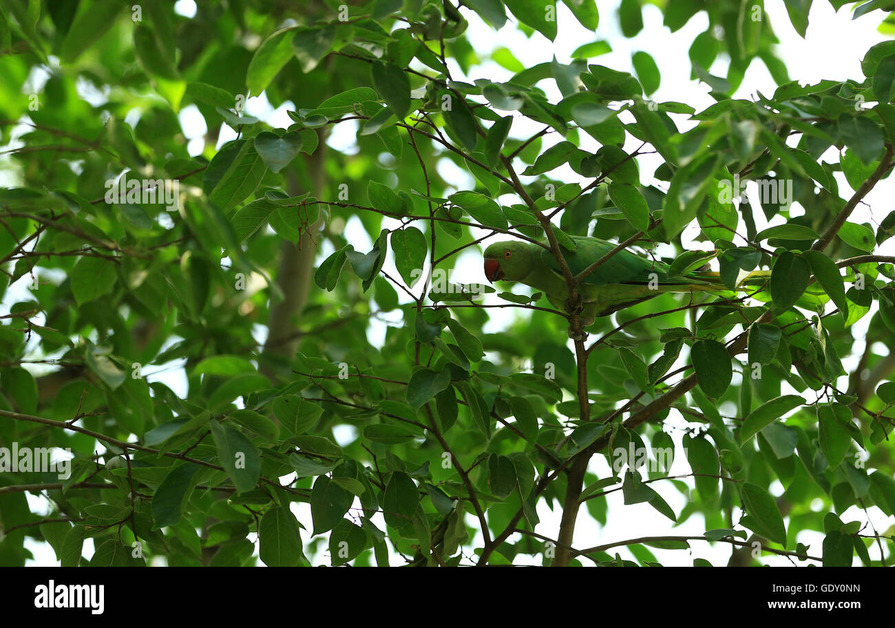 Rose ringed parakeet surrounded by  green leaves Stock Photo