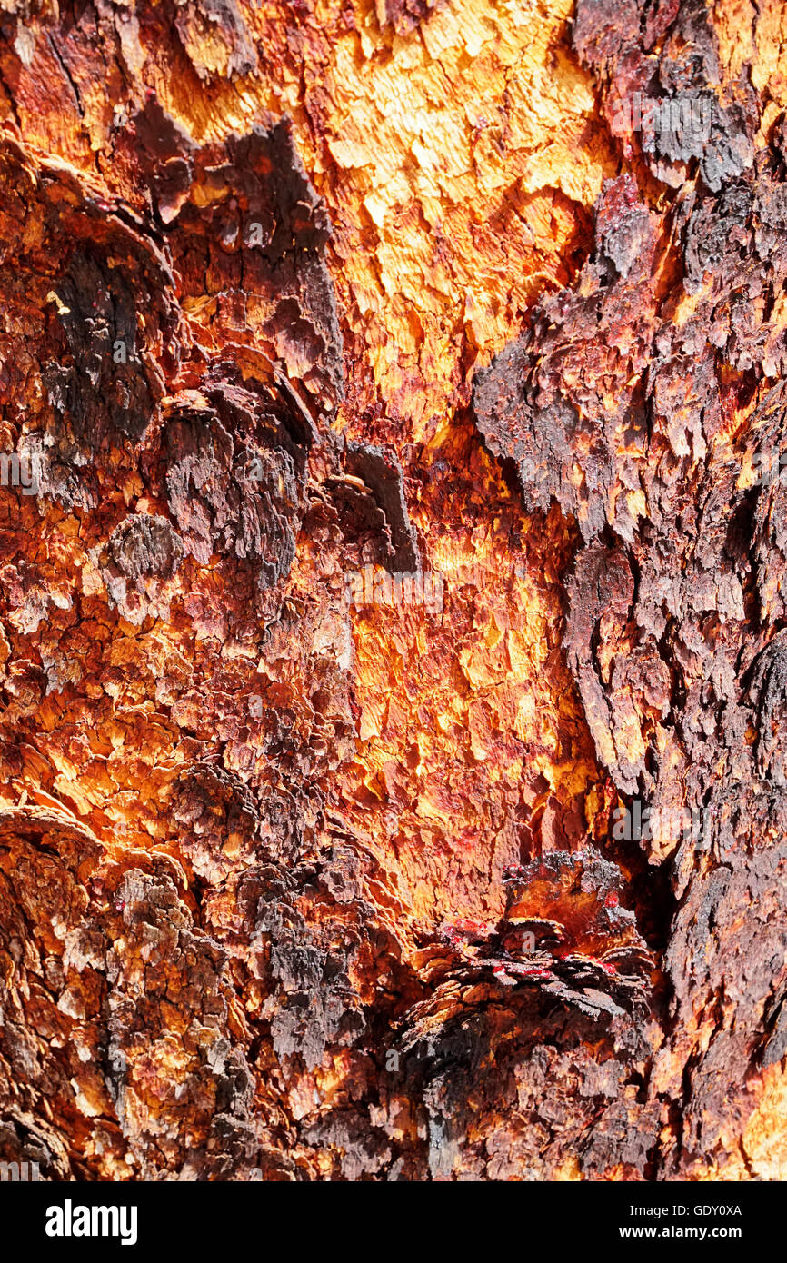 Corymbia terminalis, also known as the desert blood-wood, is a tree native to Australia Stock Photo