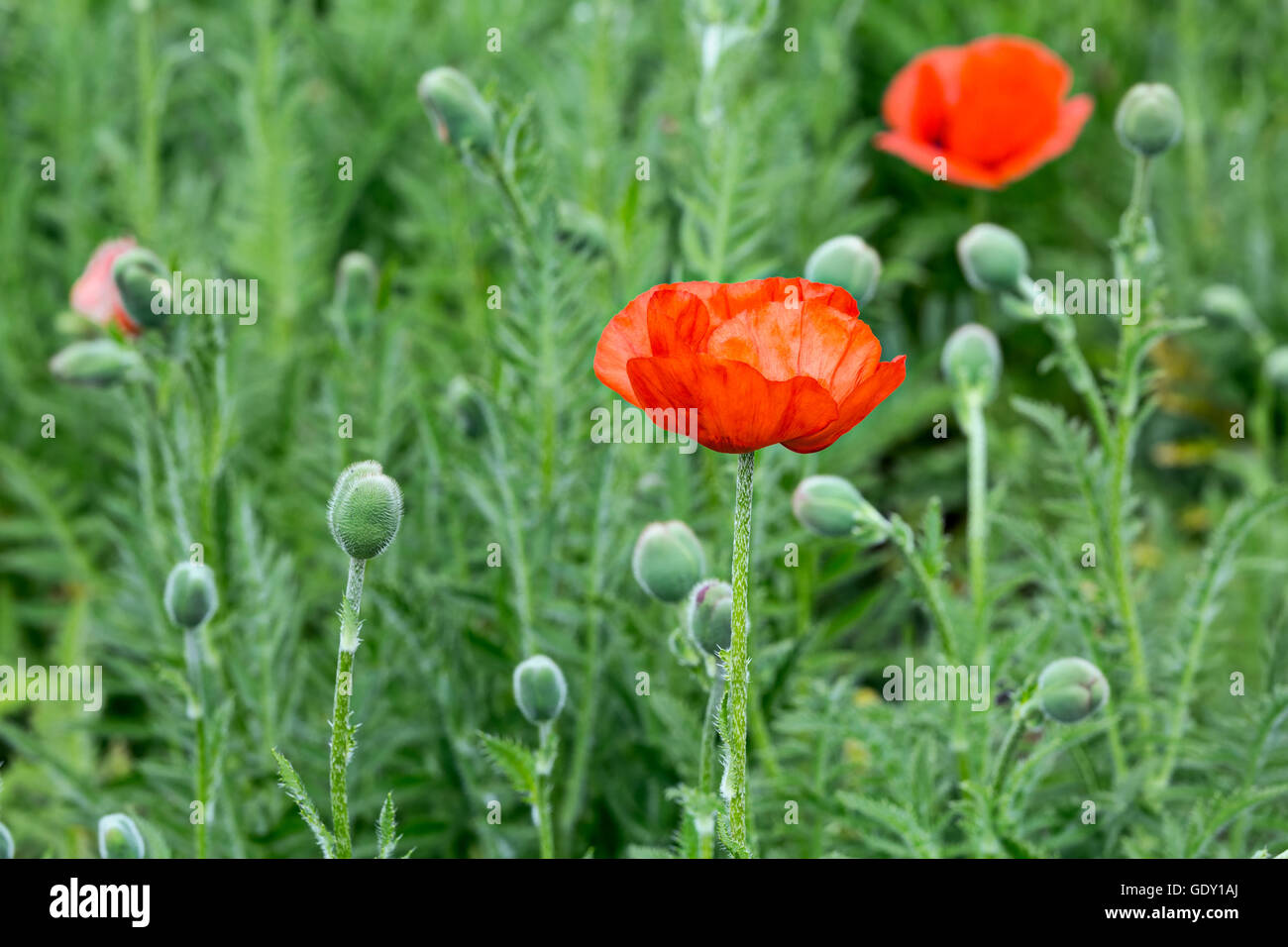 Beautiful wild red poppy hi-res stock photography and images - Alamy