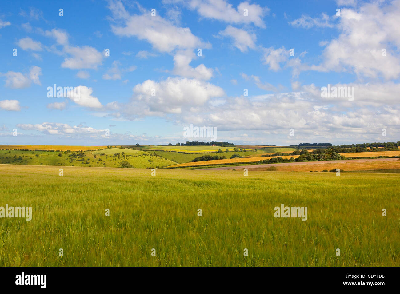 Golden green barley fields with views over the Yorkshire wolds under a blue cloudy sky in summertime. Stock Photo