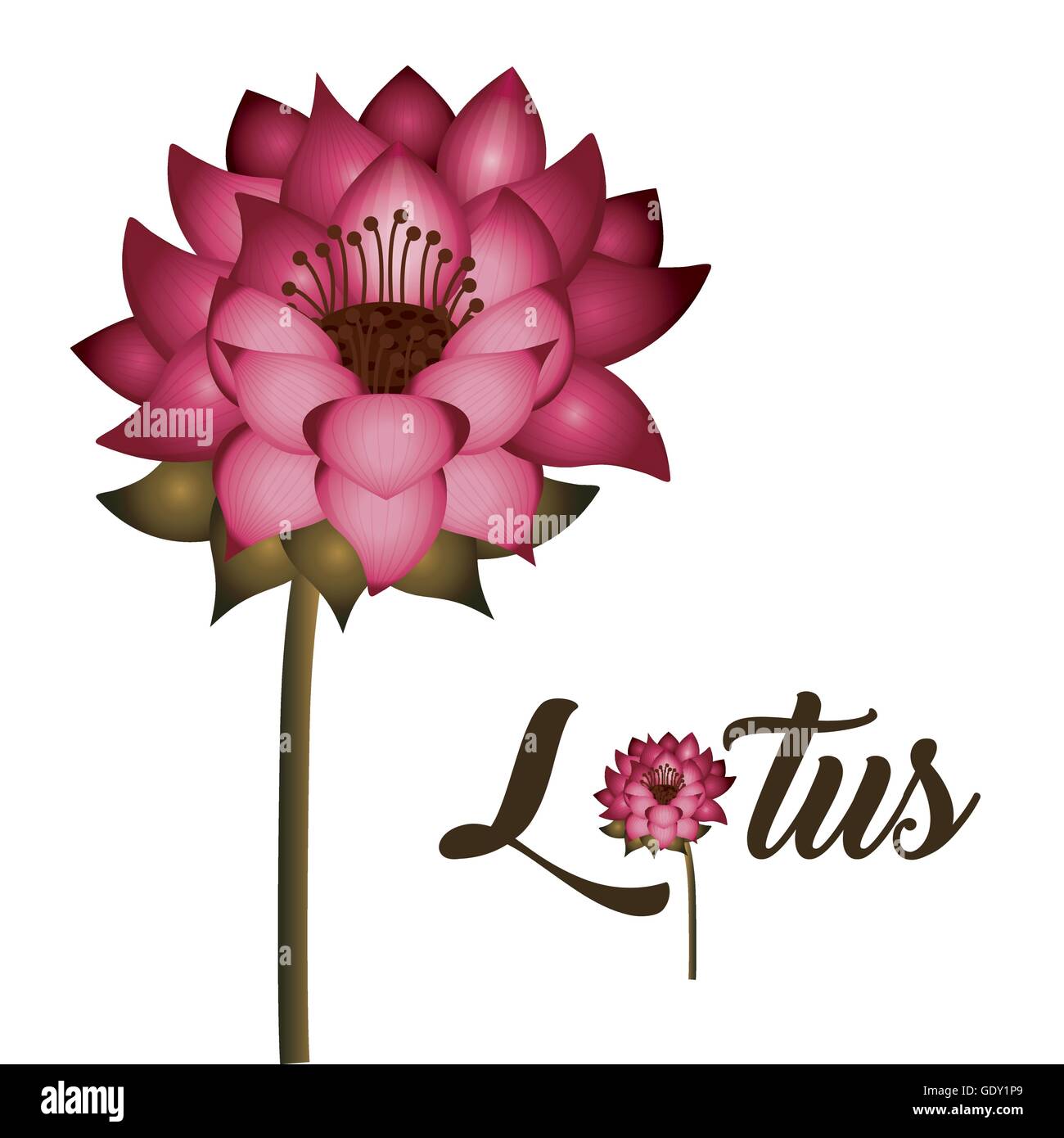 pink lotus flower with stem isolated icon design Stock Vector Image ...