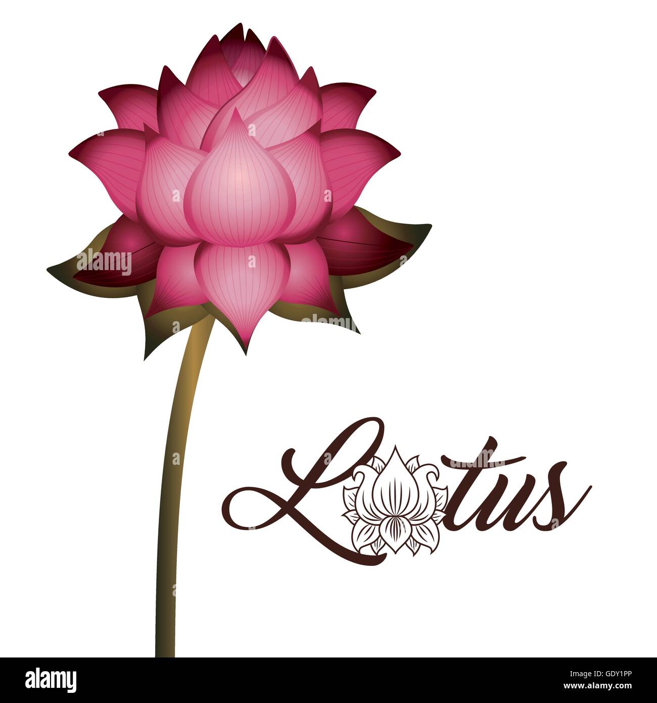 pink lotus flower with stem isolated icon design Stock Vector Image ...