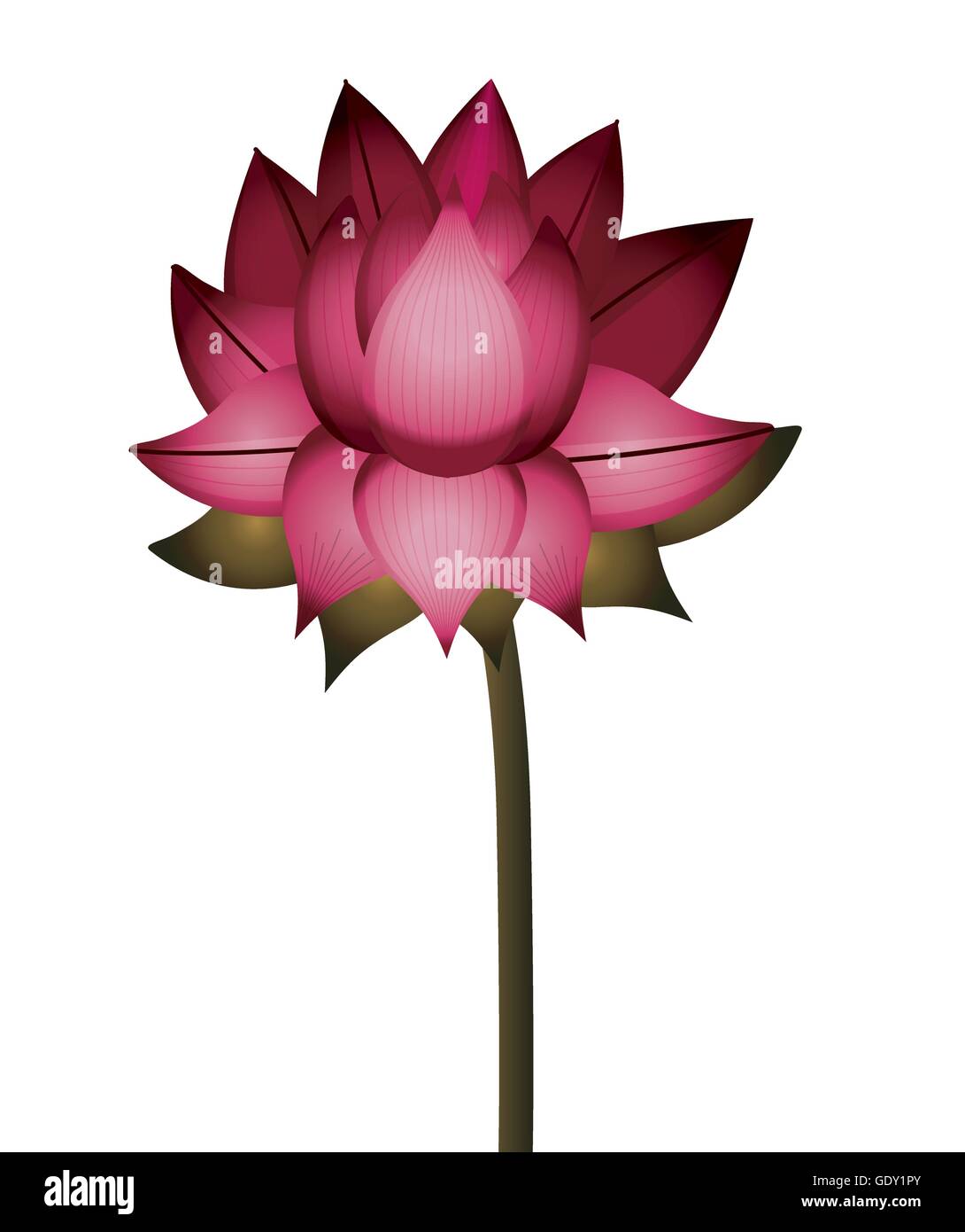 pink lotus flower with stem isolated icon design Stock Vector Image ...