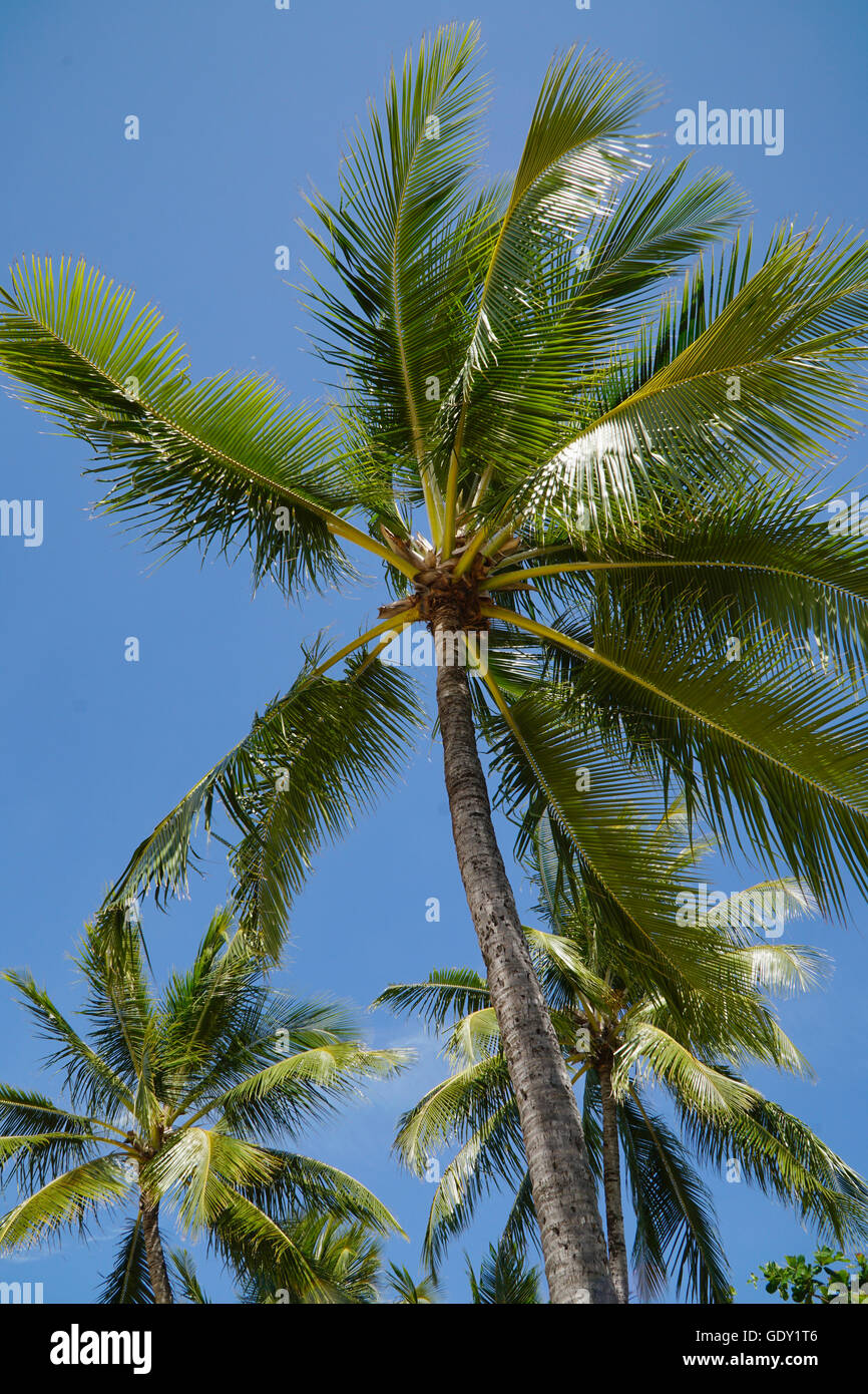 Coconut fronds hires stock photography and images Alamy