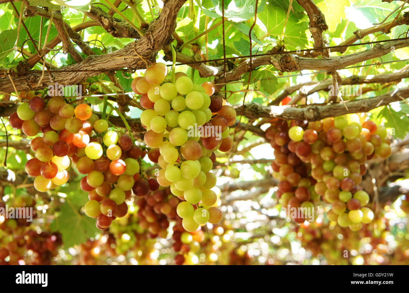 Agriculture product at Phan Rang vineyard, Vietnam, vine plant with ...