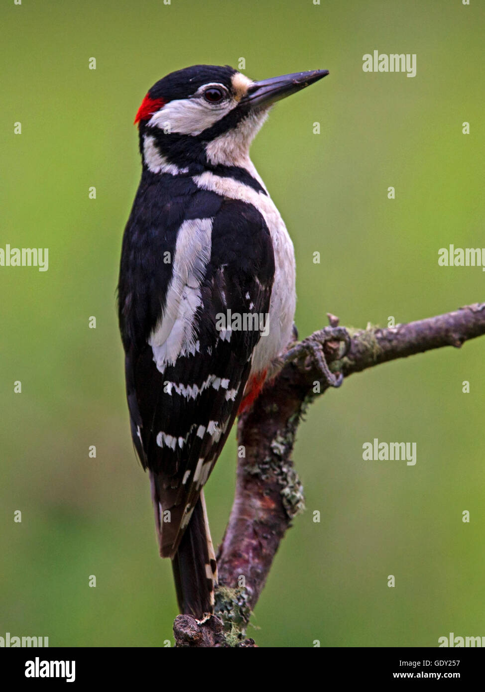 Male great spotted woodpecker perched on branch Stock Photo
