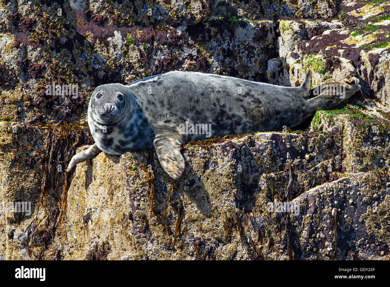 Red Rocks Seals Seal on the rocks hi-res stock photography and images - Alamy