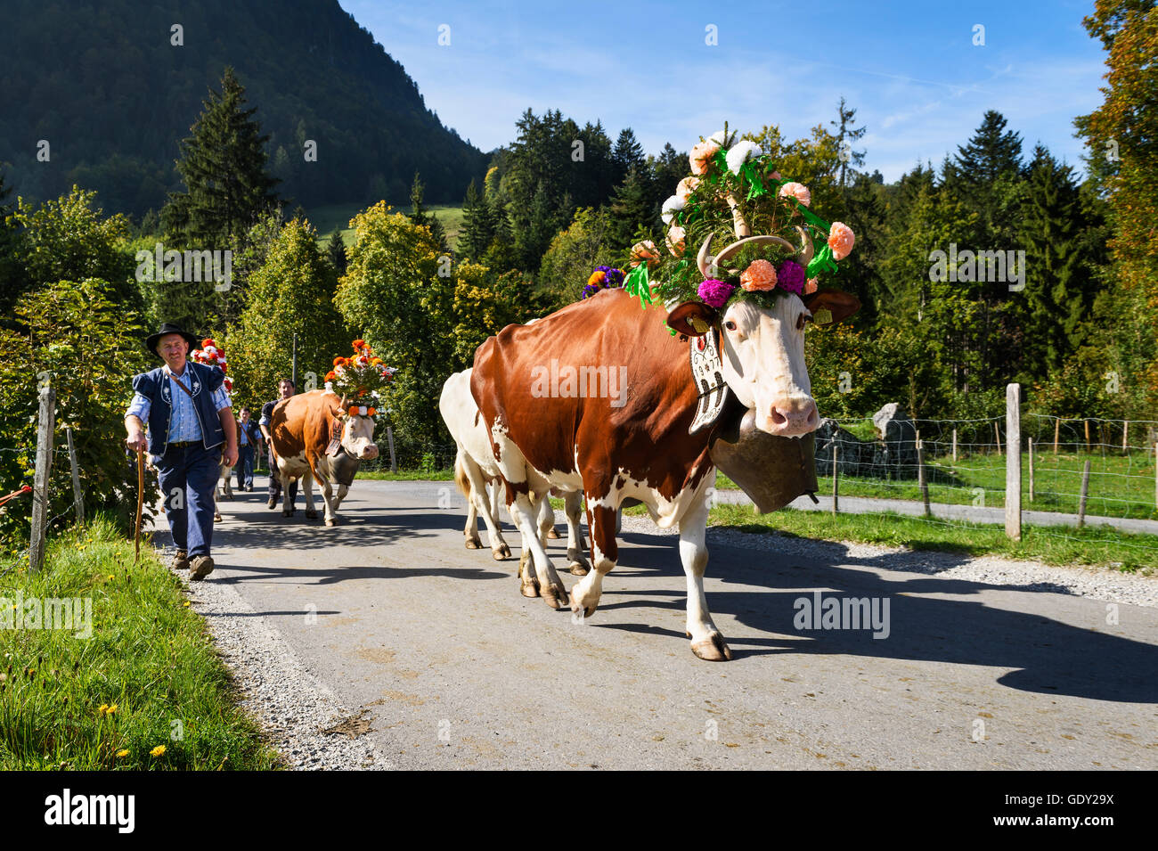 Switzerland cow bell and flowers hires stock photography and images