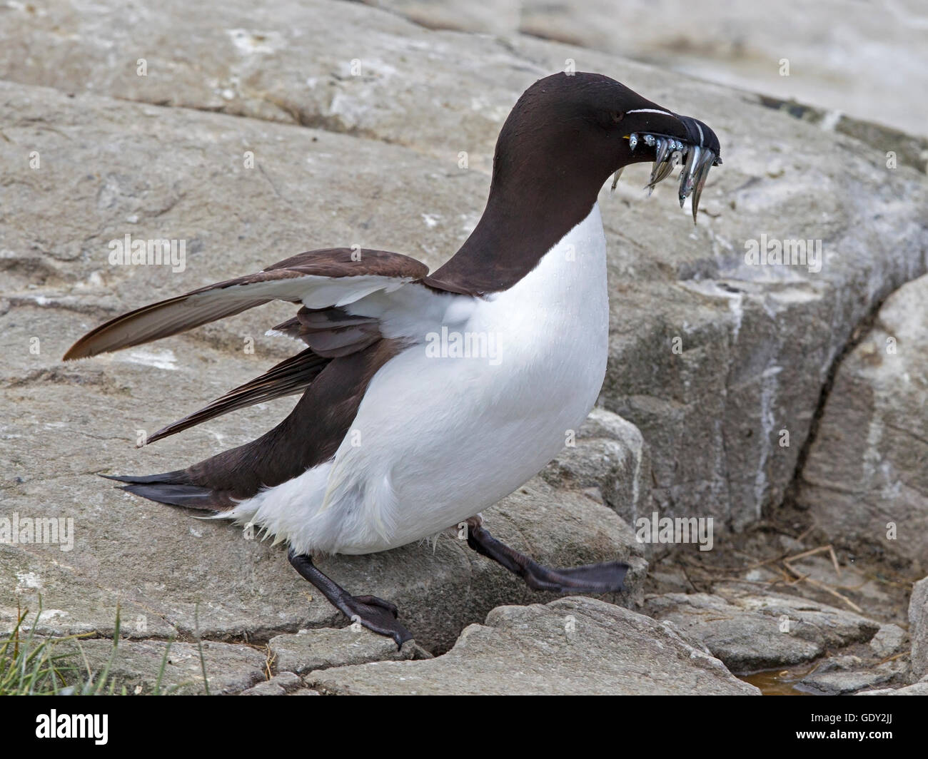 Razorbill with sandeels with wings raised Stock Photo