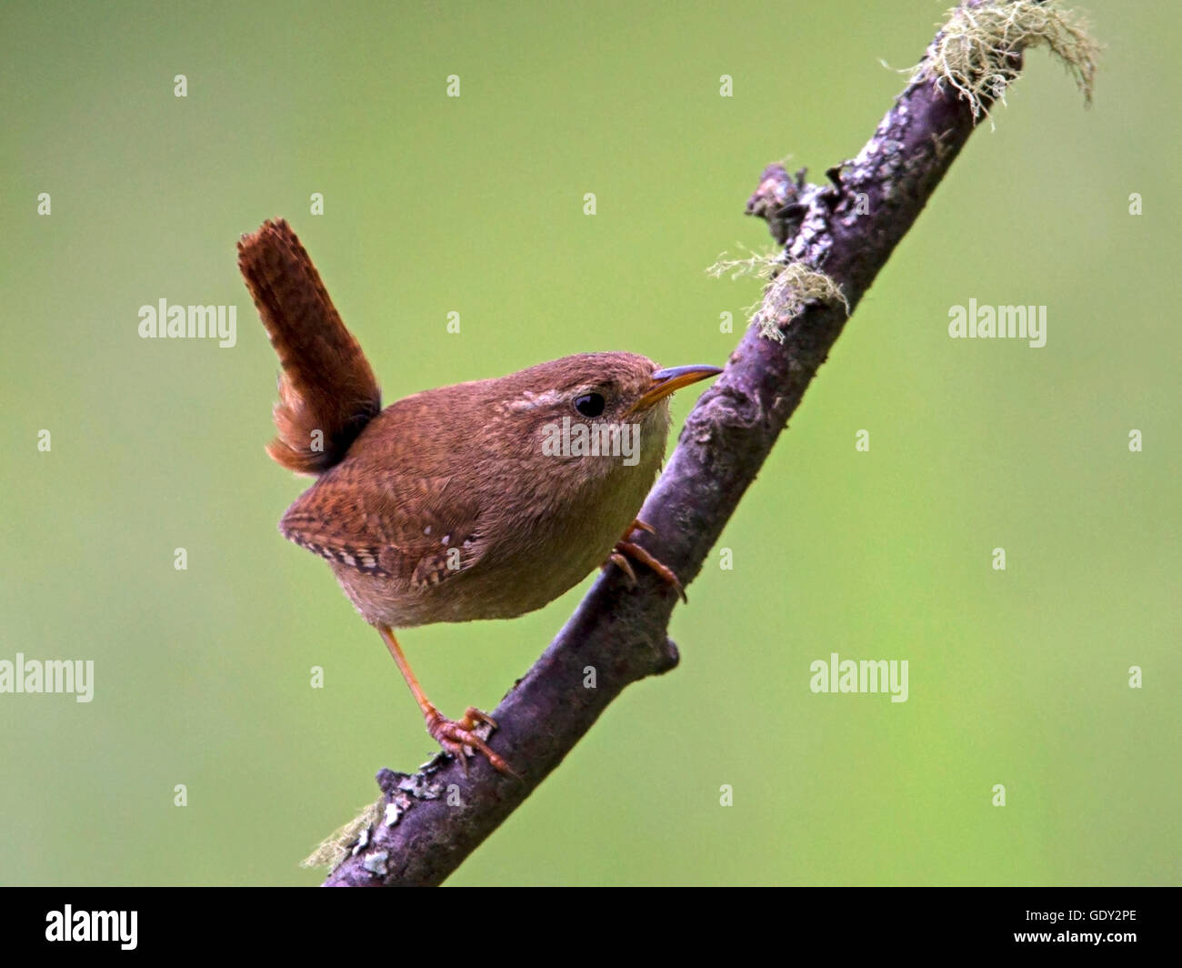 Wren perched on branch Stock Photo