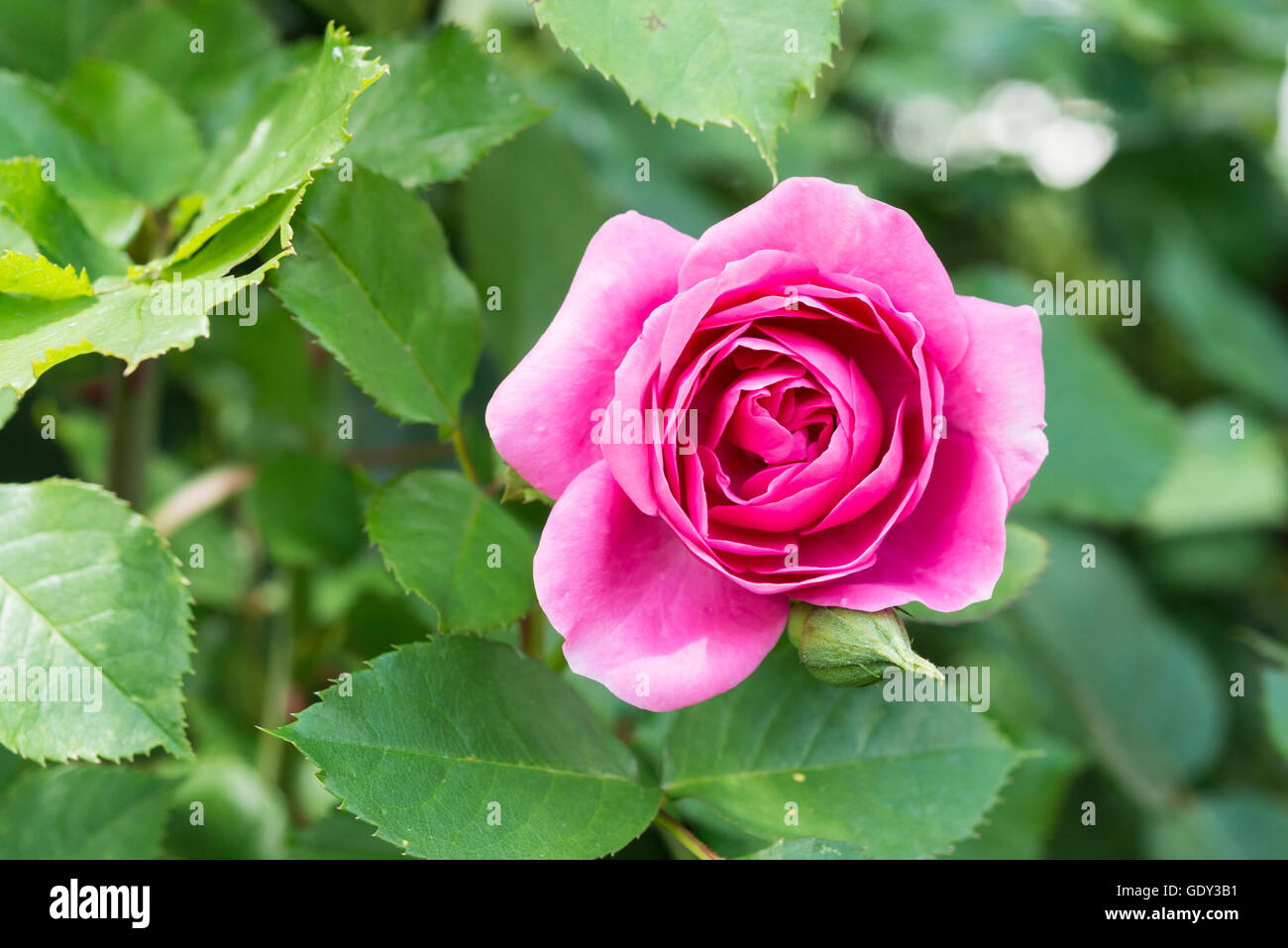 Attar Of Rose High Resolution Stock Photography and Images - Alamy