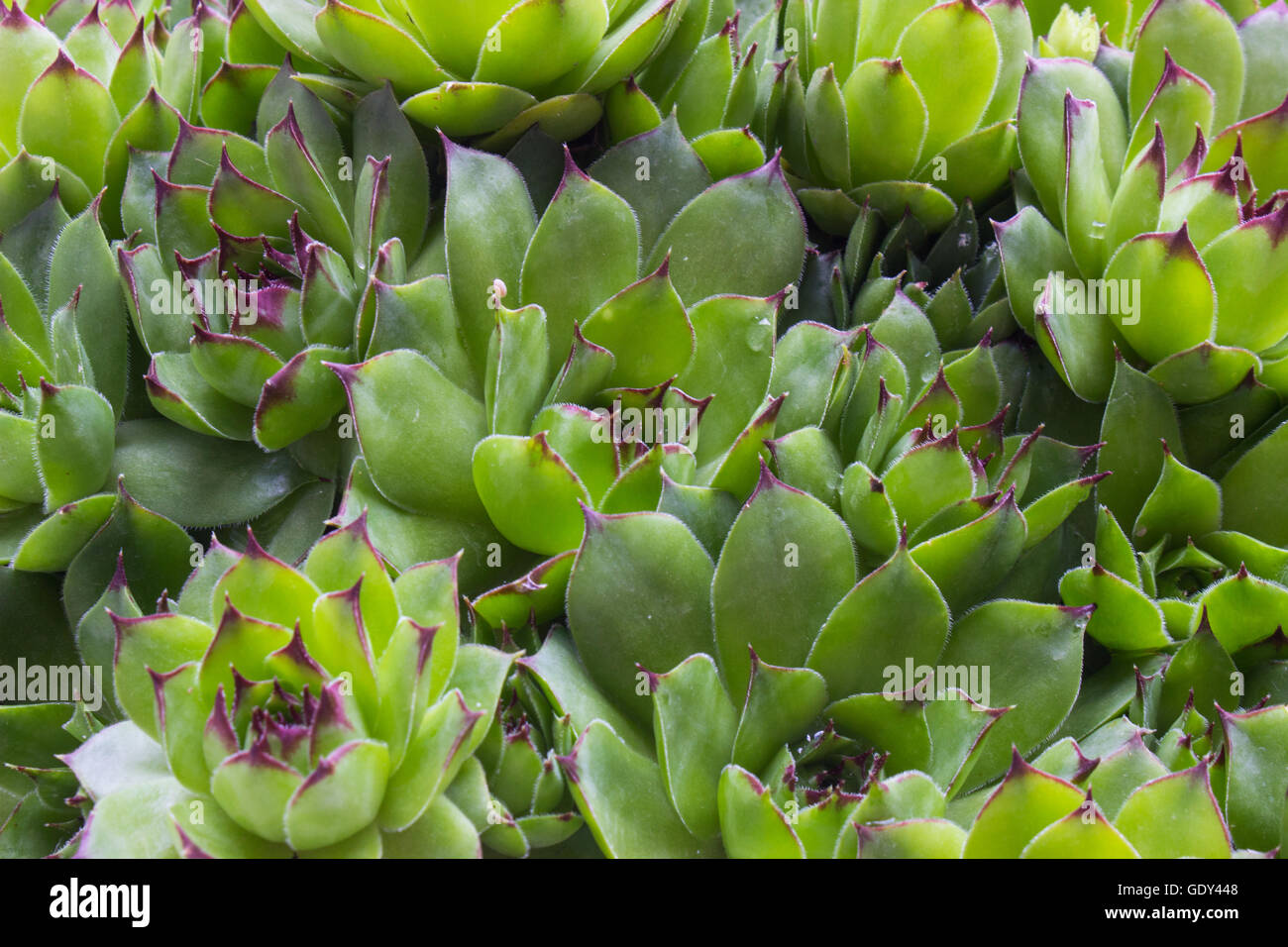 Closeup of Sempervivum calcareum-houseleek Stock Photo