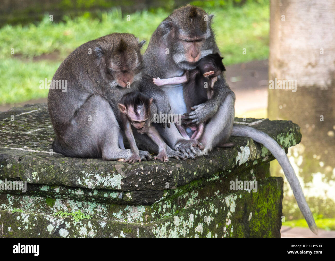 Two monkeys on Bali carrying their babies Stock Photo Alamy