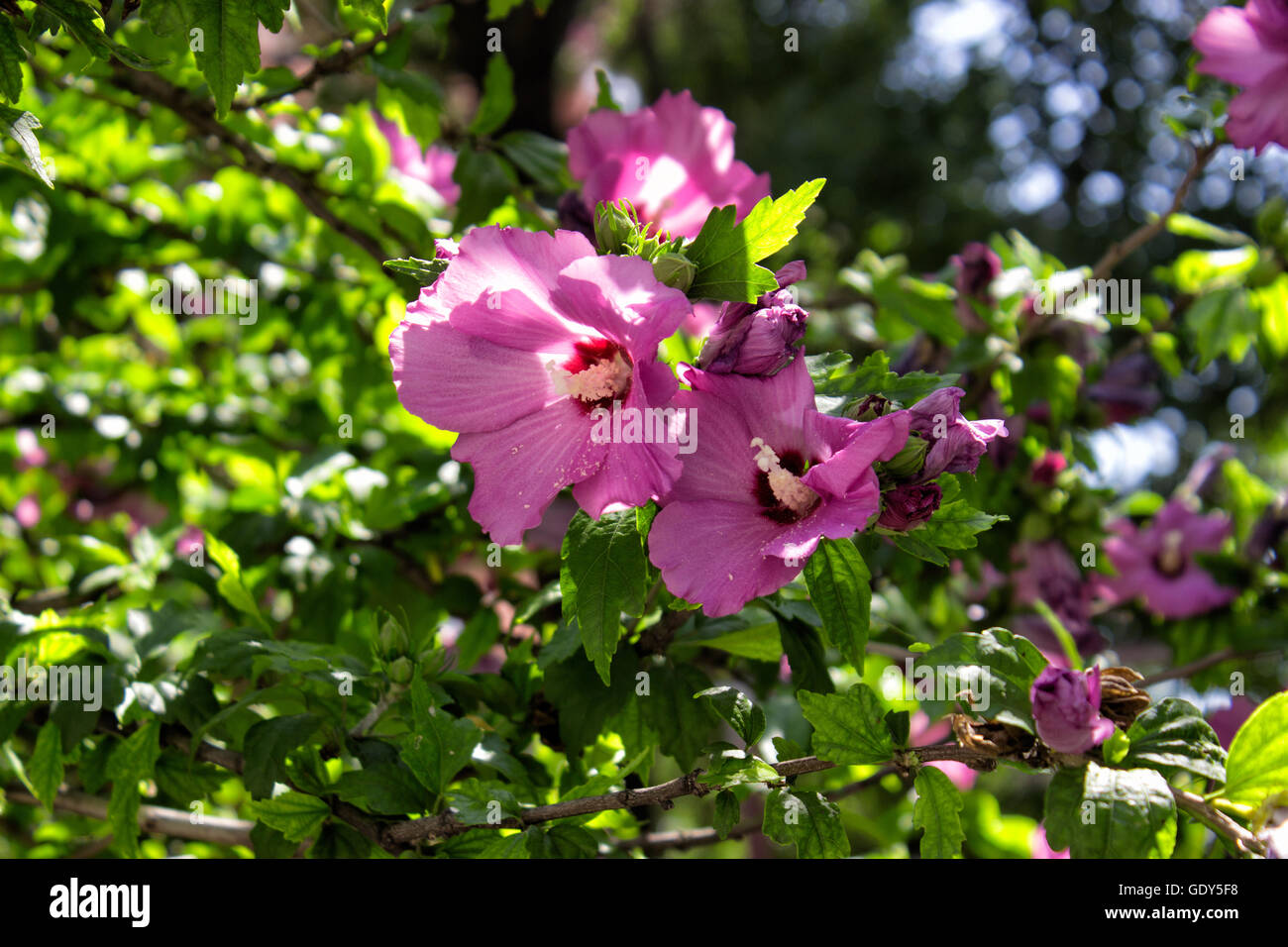 Blooming rose of sharon flower Stock Photo