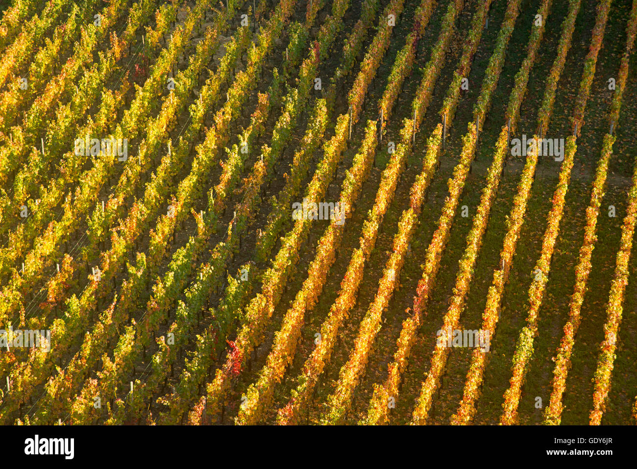 geography / travel, Germany, Rhineland-Palatinate, vineyard in autumn, Ahrtal (Ahr Valley), here is growing red wine of the pinot noir and Portuguese grapes, red wine growing area, Eifel, Additional-Rights-Clearance-Info-Not-Available Stock Photo