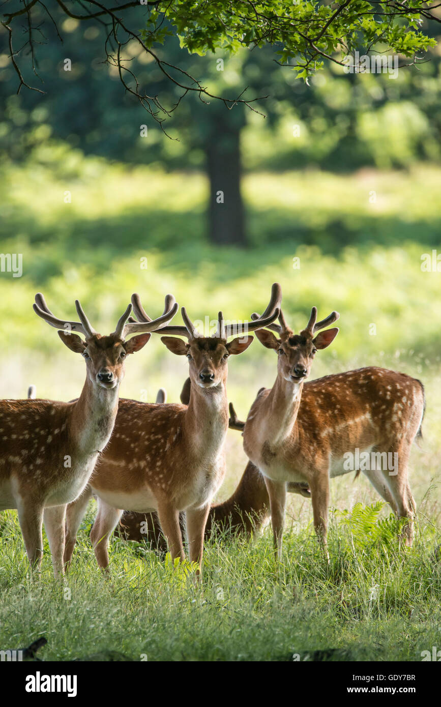 Group of young Fallow Deer stags and bucks in countryside landscape Stock Photo