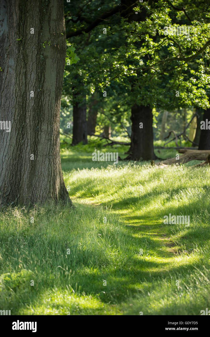 Woods woodland trees hi-res stock photography and images - Alamy