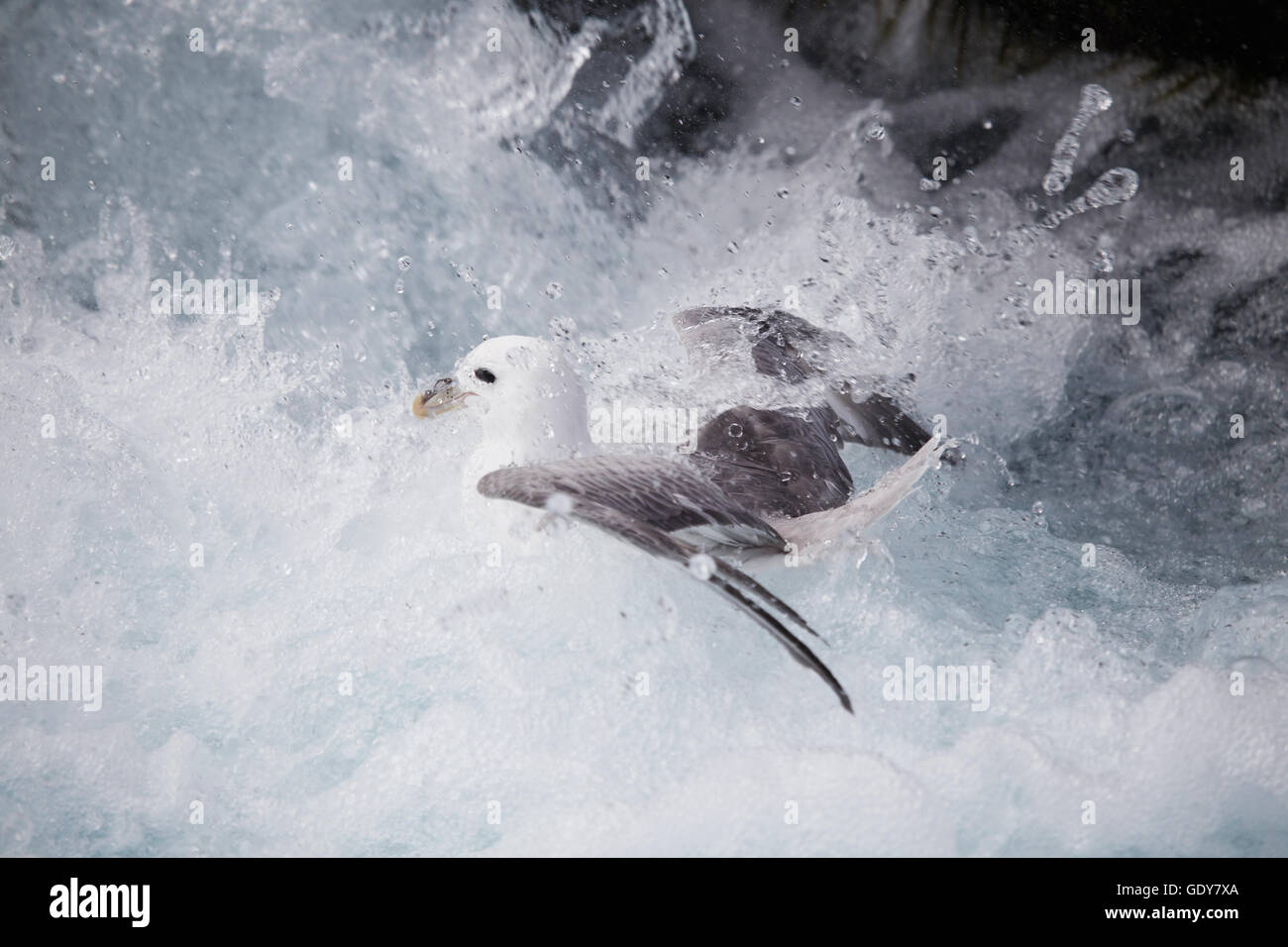 Baby northern fulmar having problems in the waves on the Icelandic coastline after leaving the nest Stock Photo