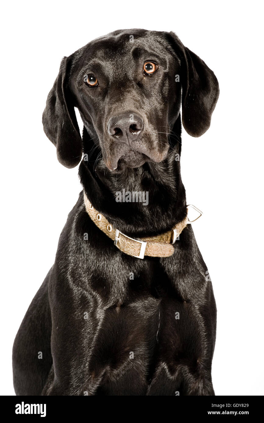 Black German Shorthaired Pointer Stock Photo 111851777 Alamy