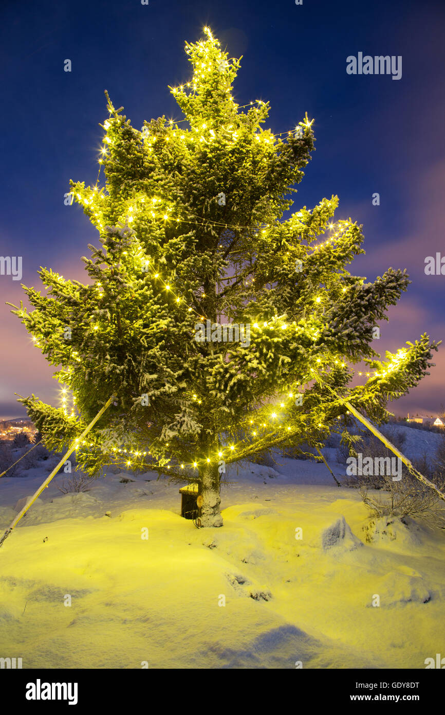 Real christmas tree with christmas lights shot at night in snow and