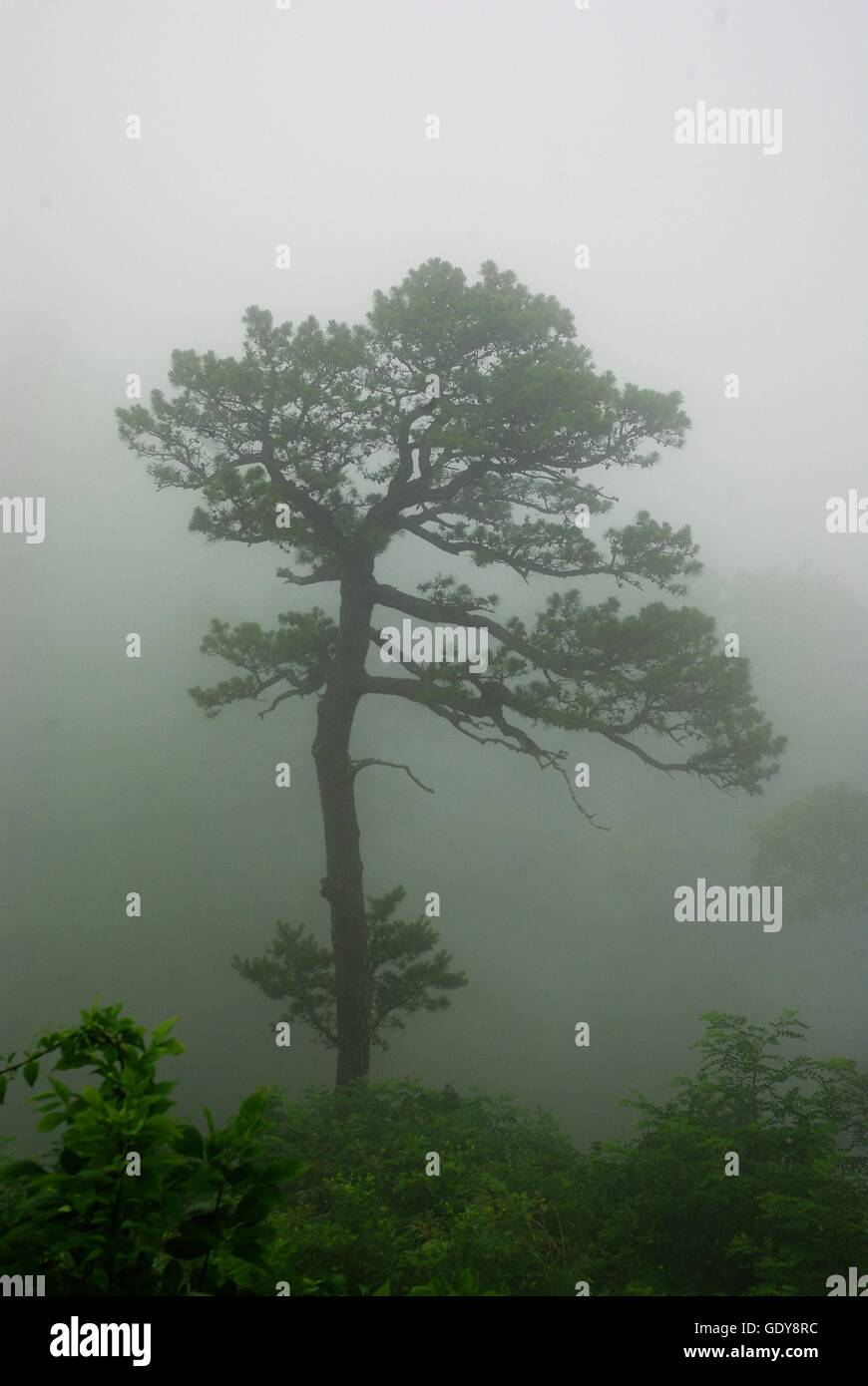 Top mountain trees shrouded hi-res stock photography and images - Alamy