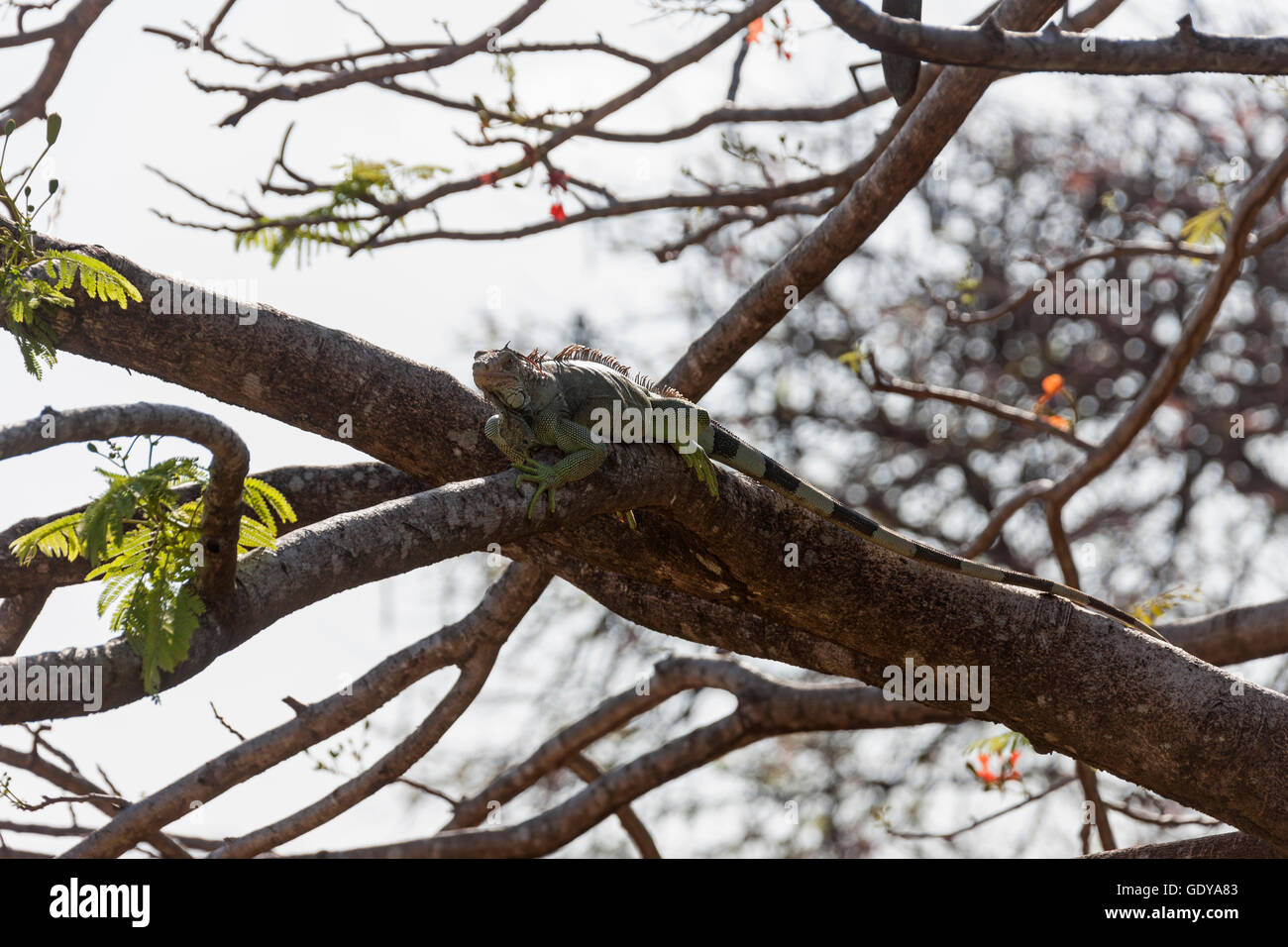 Iguana on tree branch,  Samara, Costa Rica Stock Photo