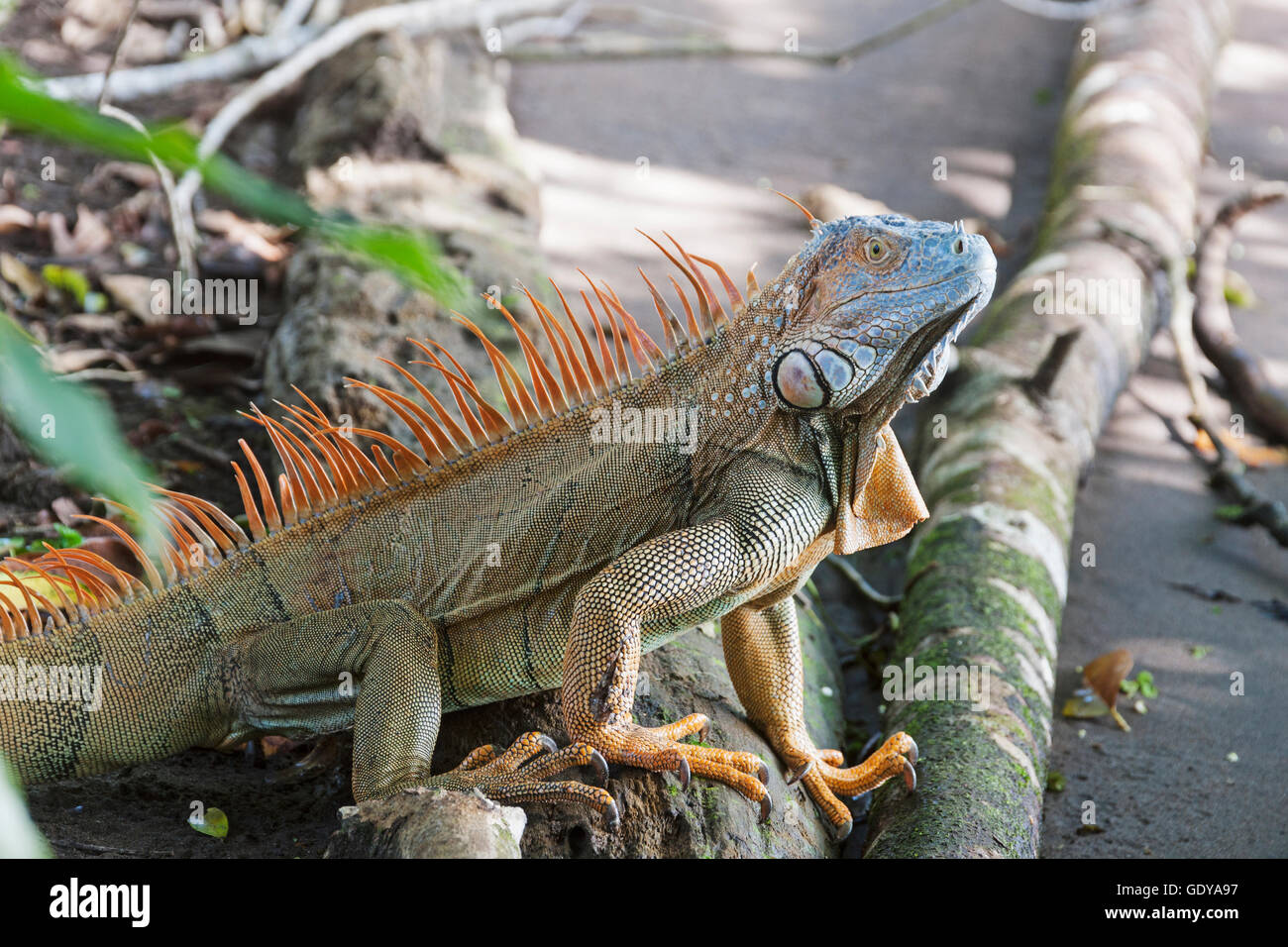 Close-up of green Iguana, Costa Rica Stock Photo