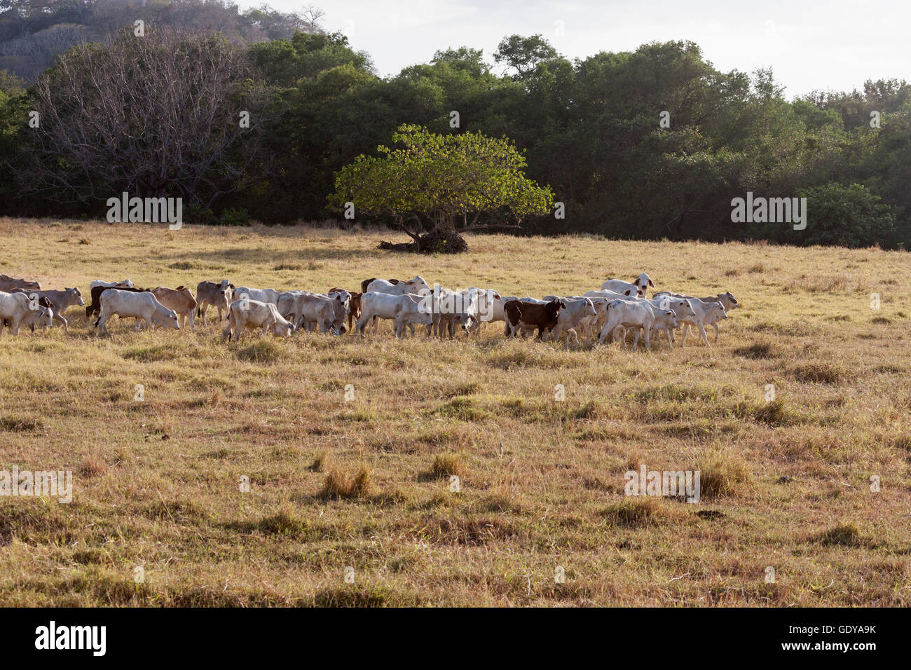 Cows grazing in field, Samara, Costa Rica Stock Photo - Alamy