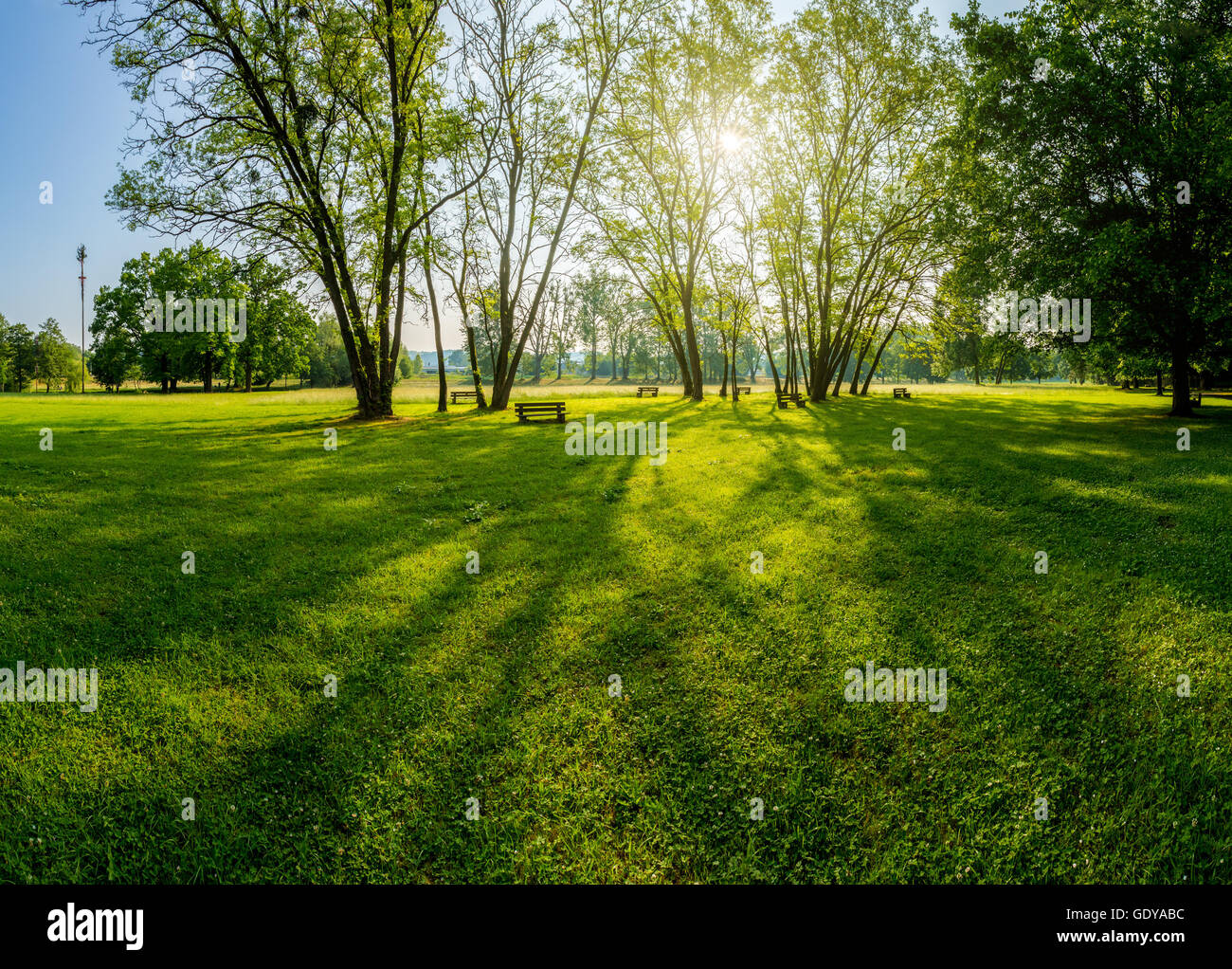 sunny summer park with trees and green grass Stock Photo - Alamy