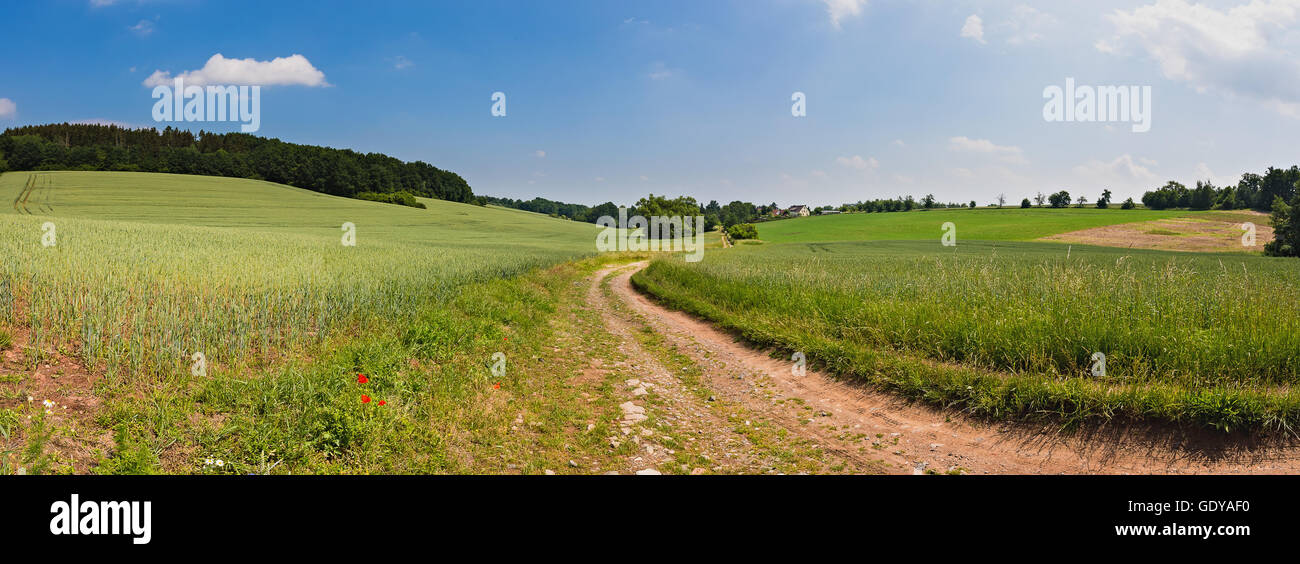 sunny green field panorama Stock Photo