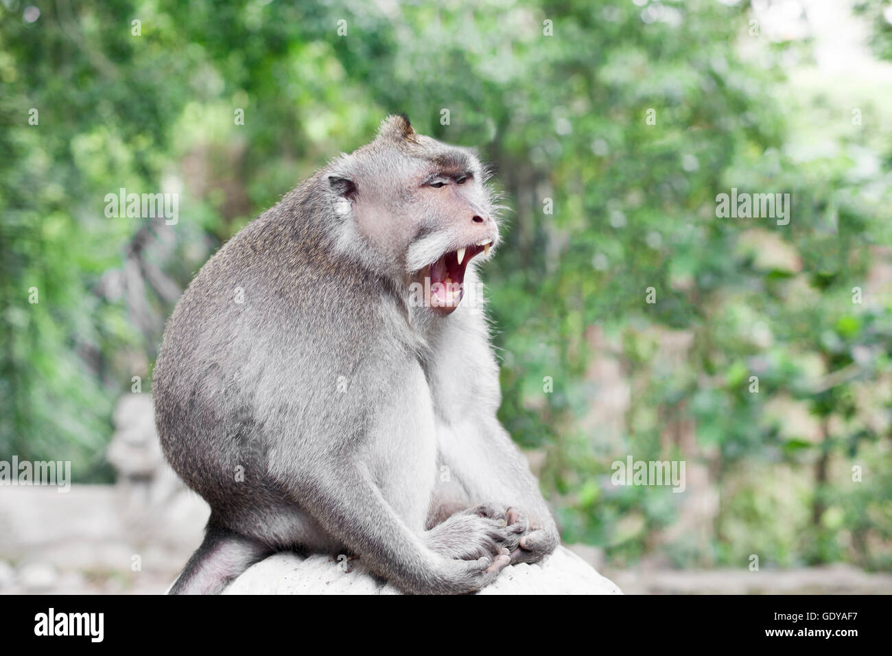 Wildlife Monkey tropical Portrait in the forest Stock Photo