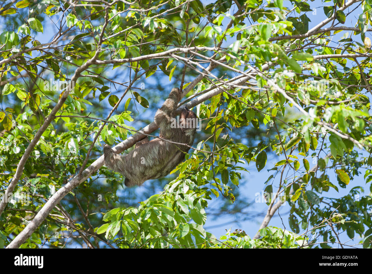 Three-toed Sloth on tree in Tortuguero national Park, Costa Rica Stock Photo