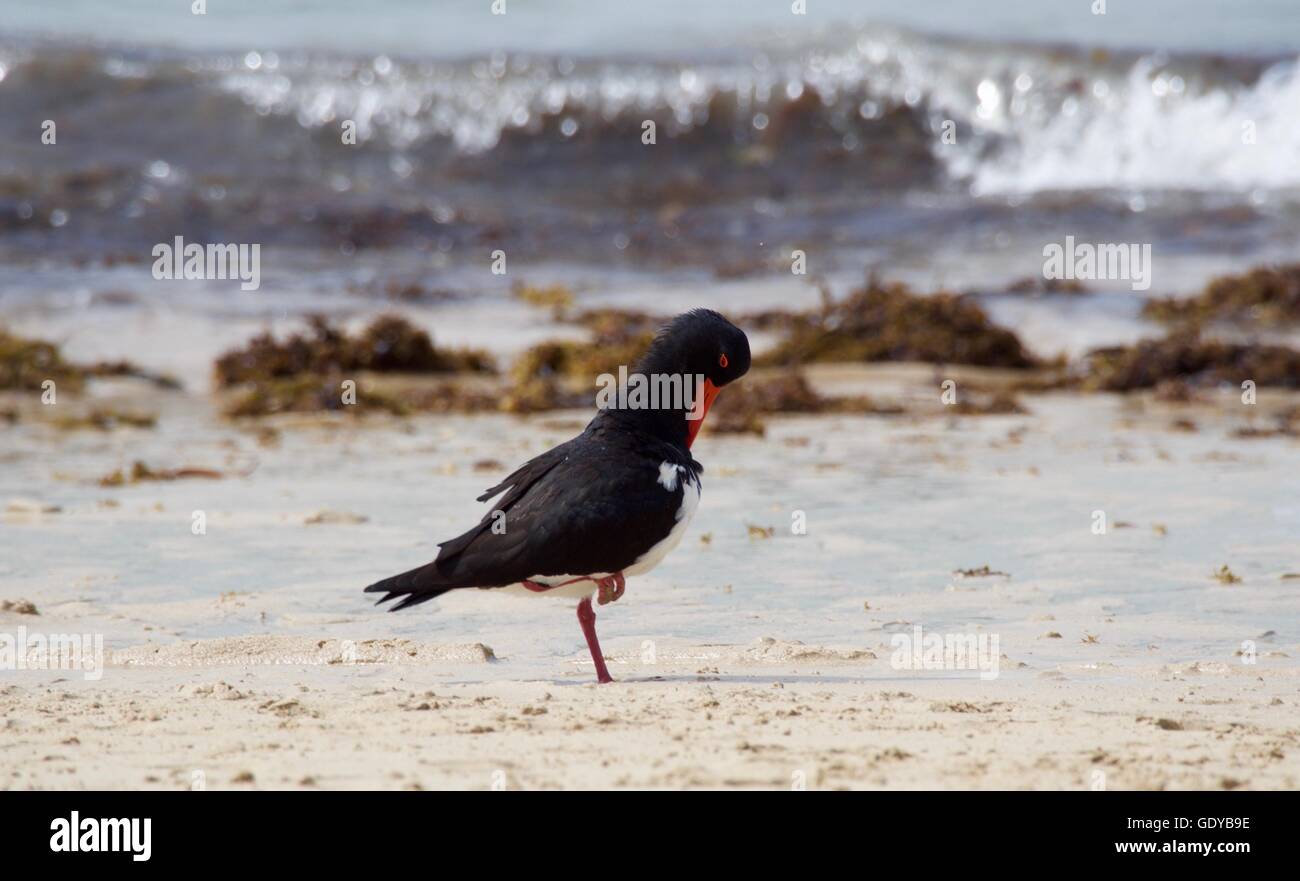 Sooty Oyster Catcher Stock Photo