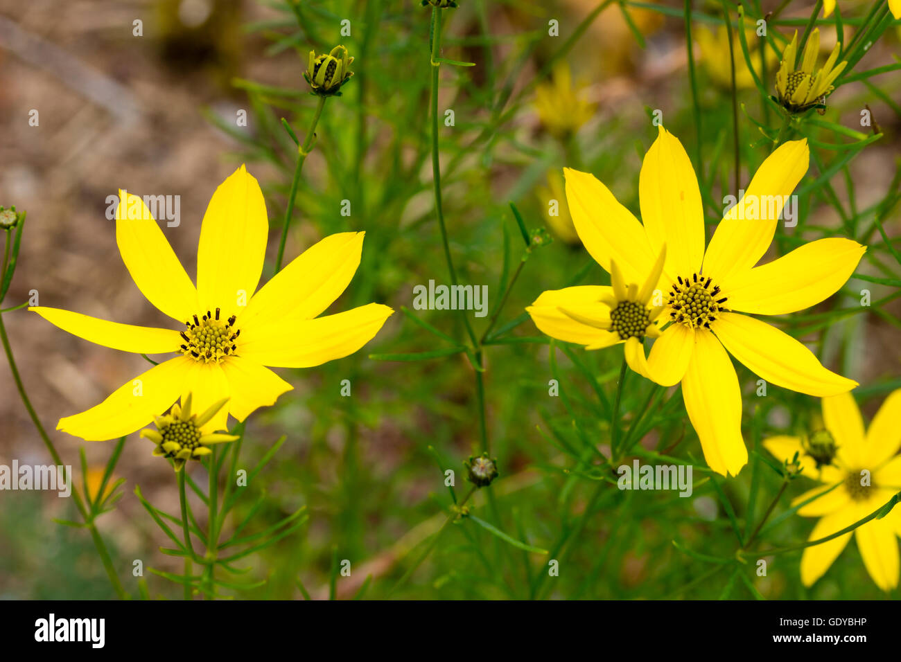 Close up of the yellow daisy flowers of tickseed, Coreopsis verticillata Stock Photo