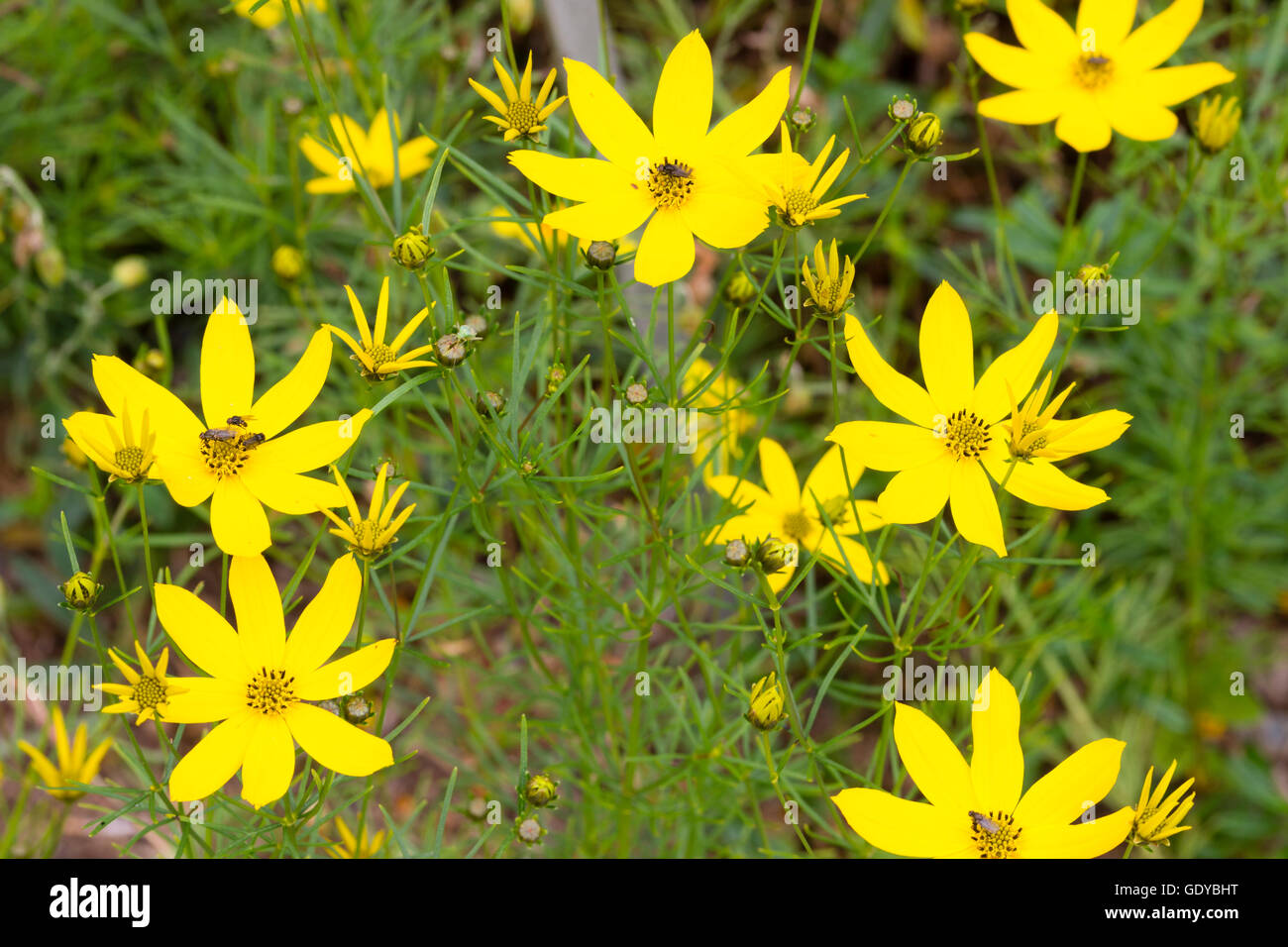 Close up of the yellow daisy flowers of tickseed, Coreopsis verticillata Stock Photo