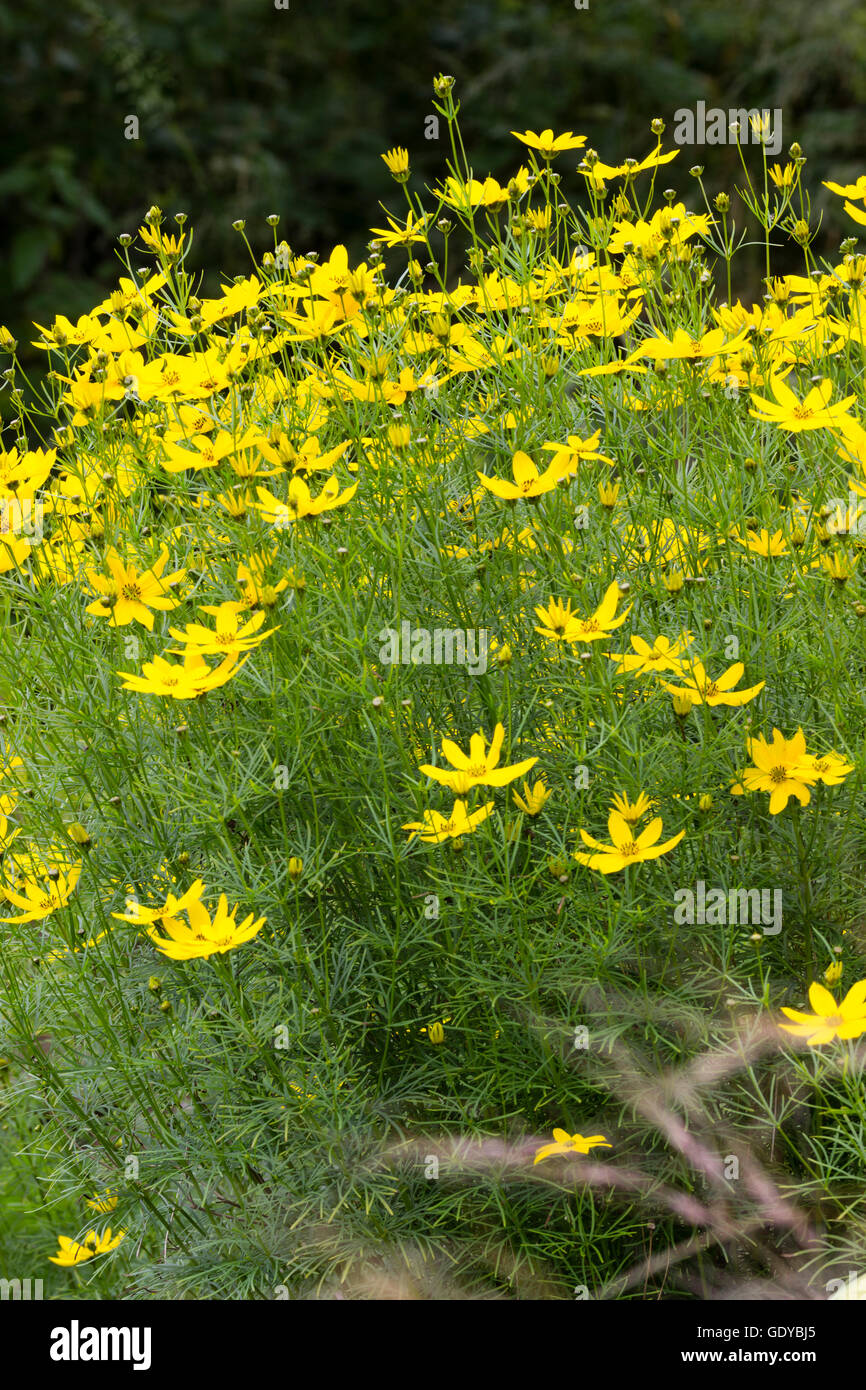 Massed display of the yellow daisy flowers of tickseed, Coreopsis verticillata Stock Photo