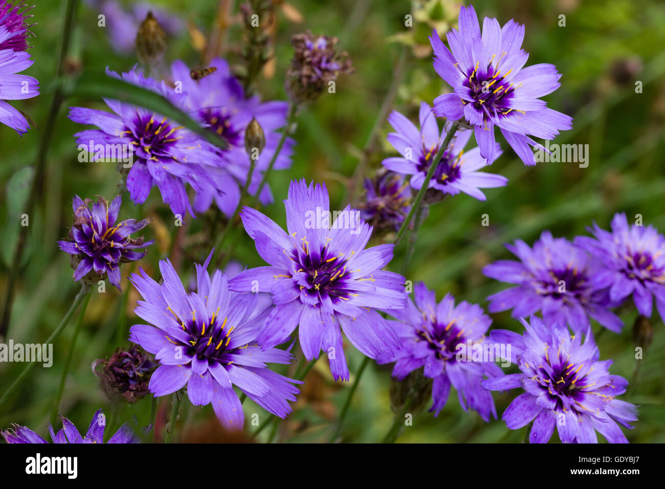 Papery violet blue flowers of the short lived perennial Cupid's Dart, Catananche caerulea Stock Photo