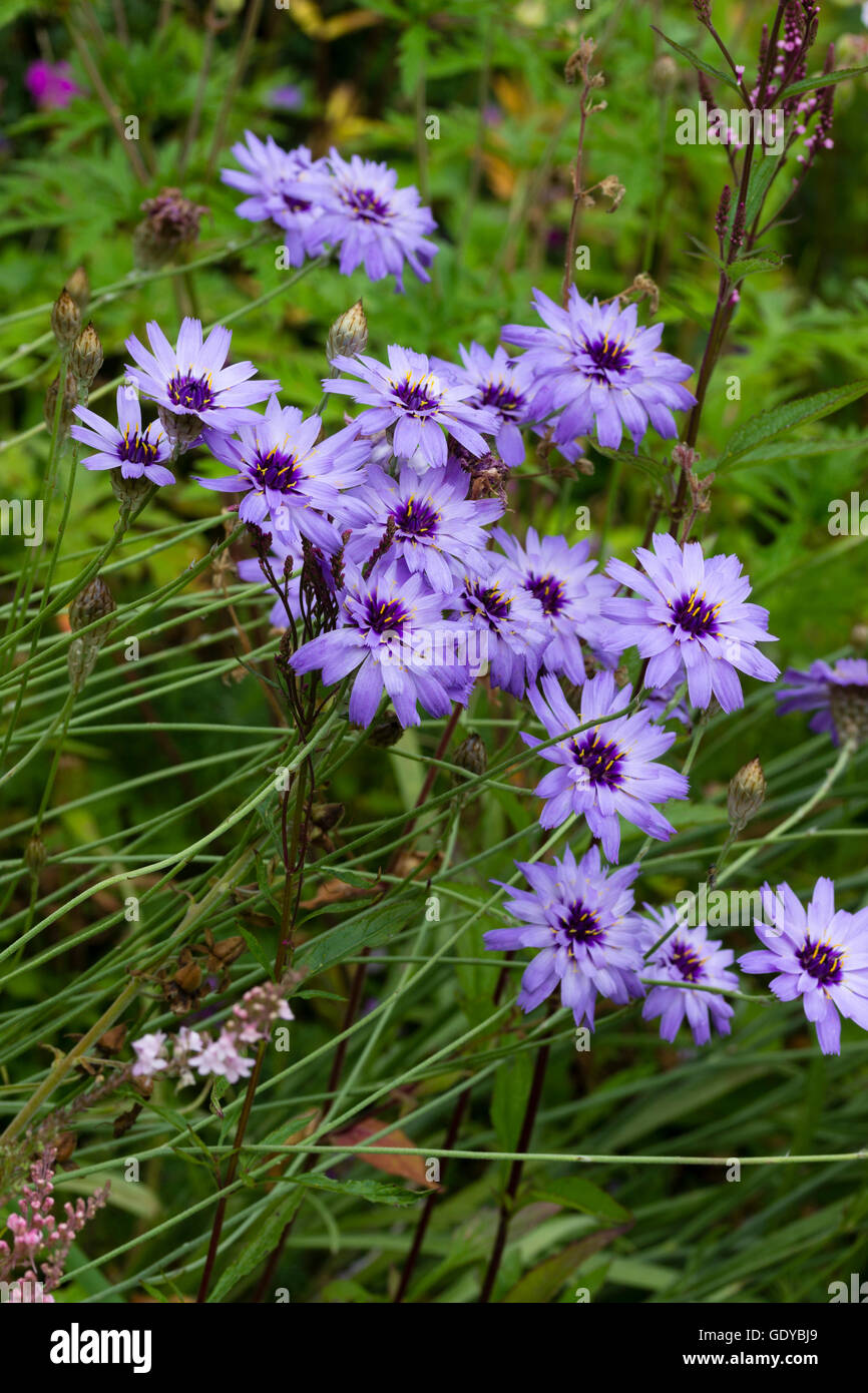 Papery violet blue flowers of the short lived perennial Cupid's Dart, Catananche caerulea Stock Photo