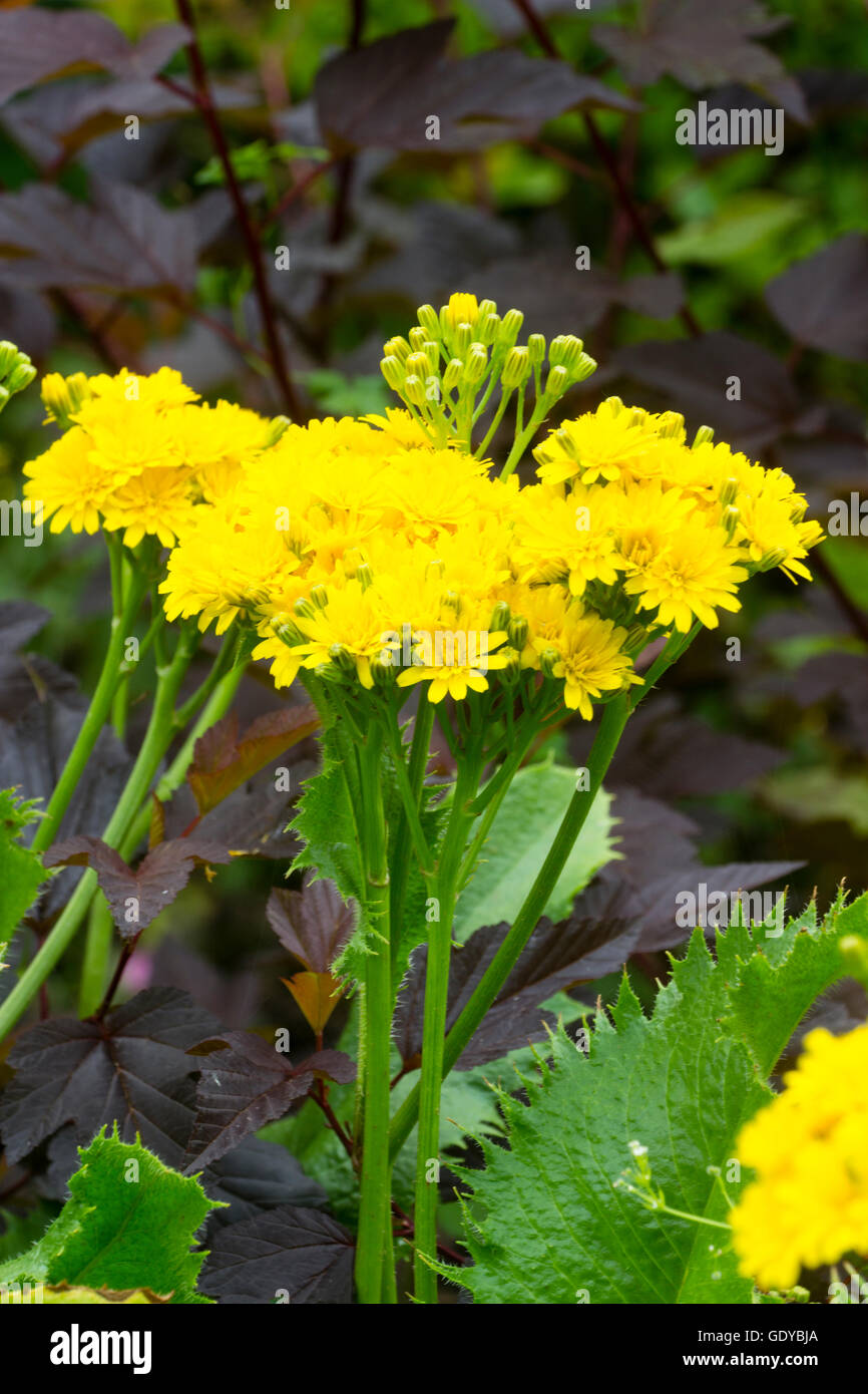 Flowering heads packed with yellow, dandelion like flowers in the unusual perennial, Leontodon rigens Stock Photo