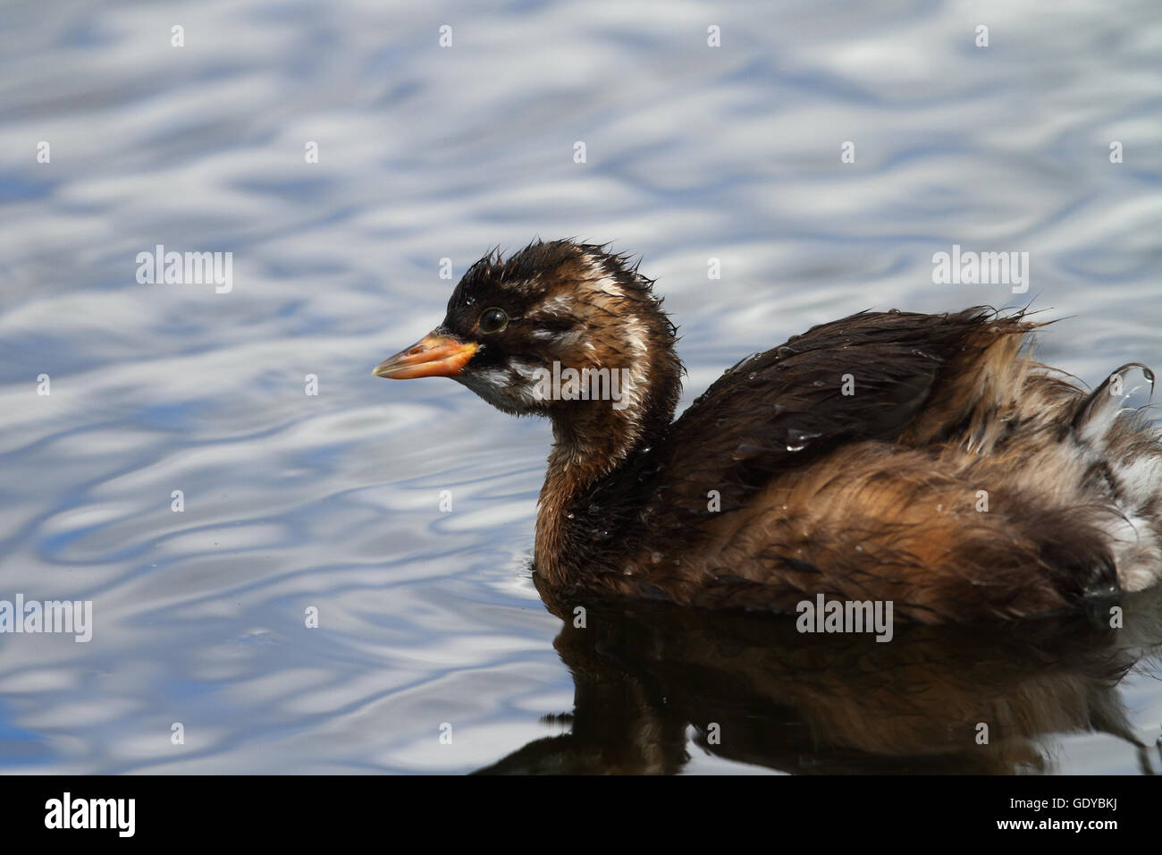 Juvenile mandarin duck hi-res stock photography and images - Alamy