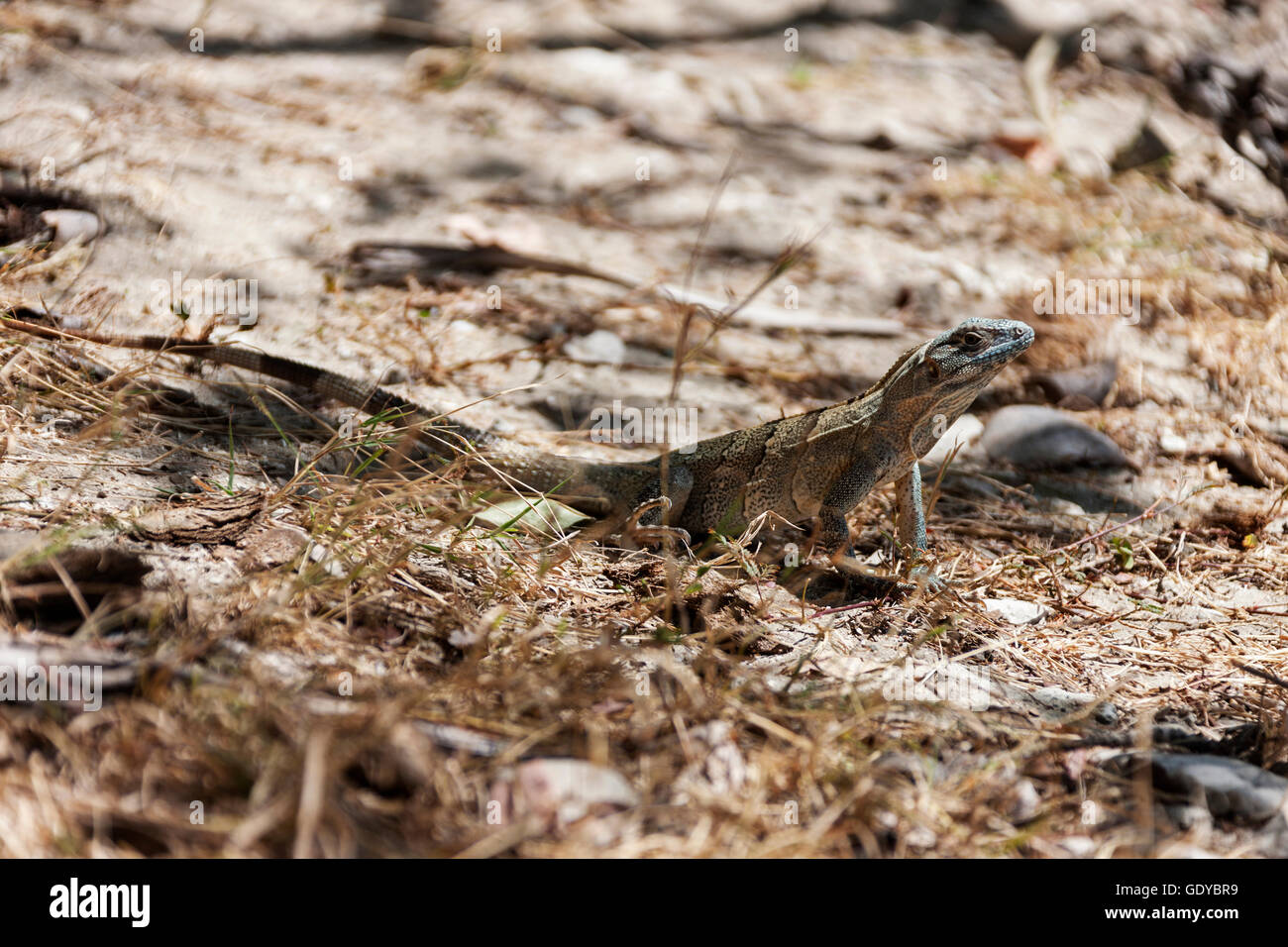 Big lizard in guanacaste area of Costa Rica, Costa Rica Stock Photo