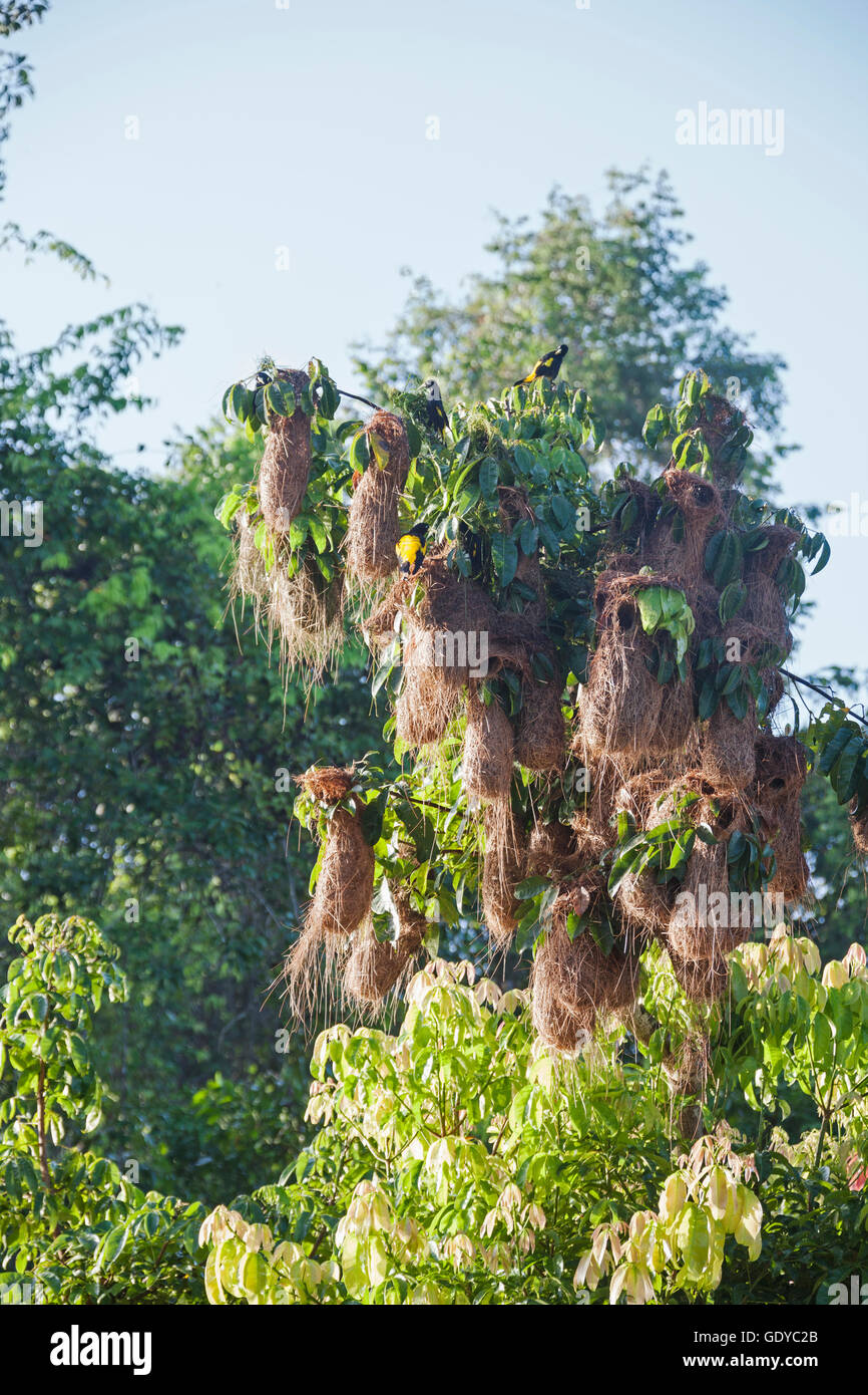 Yellow Oriole (Icterus nigrogularis) bird's nest hanging from tree, Orinoco Delta, Venezuela Stock Photo