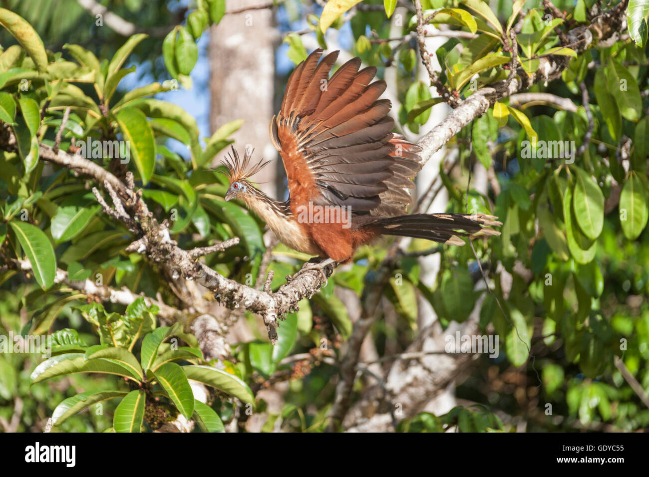Hoatzin (Opisthocomus hoazin) perching on branch of tree ,Orinoco Delta, Venezuela Stock Photo
