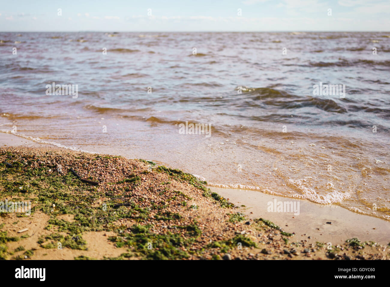 green seaweed on sand on sea shore Stock Photo