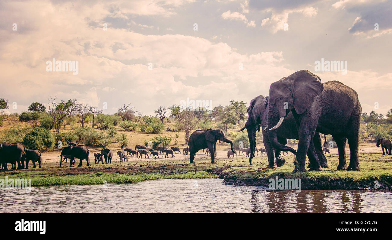 Elephants at waterside, Chobe National Park, Botswana Stock Photo