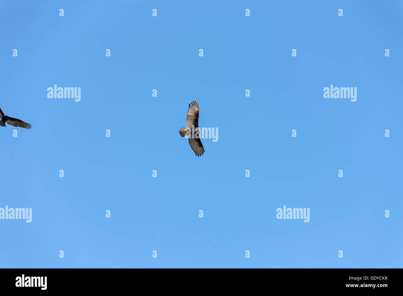 Lesser yellow-headed vulture (Cathartes burrovianus) flying in the blue sky, Orinoco Delta, Venezuela Stock Photo