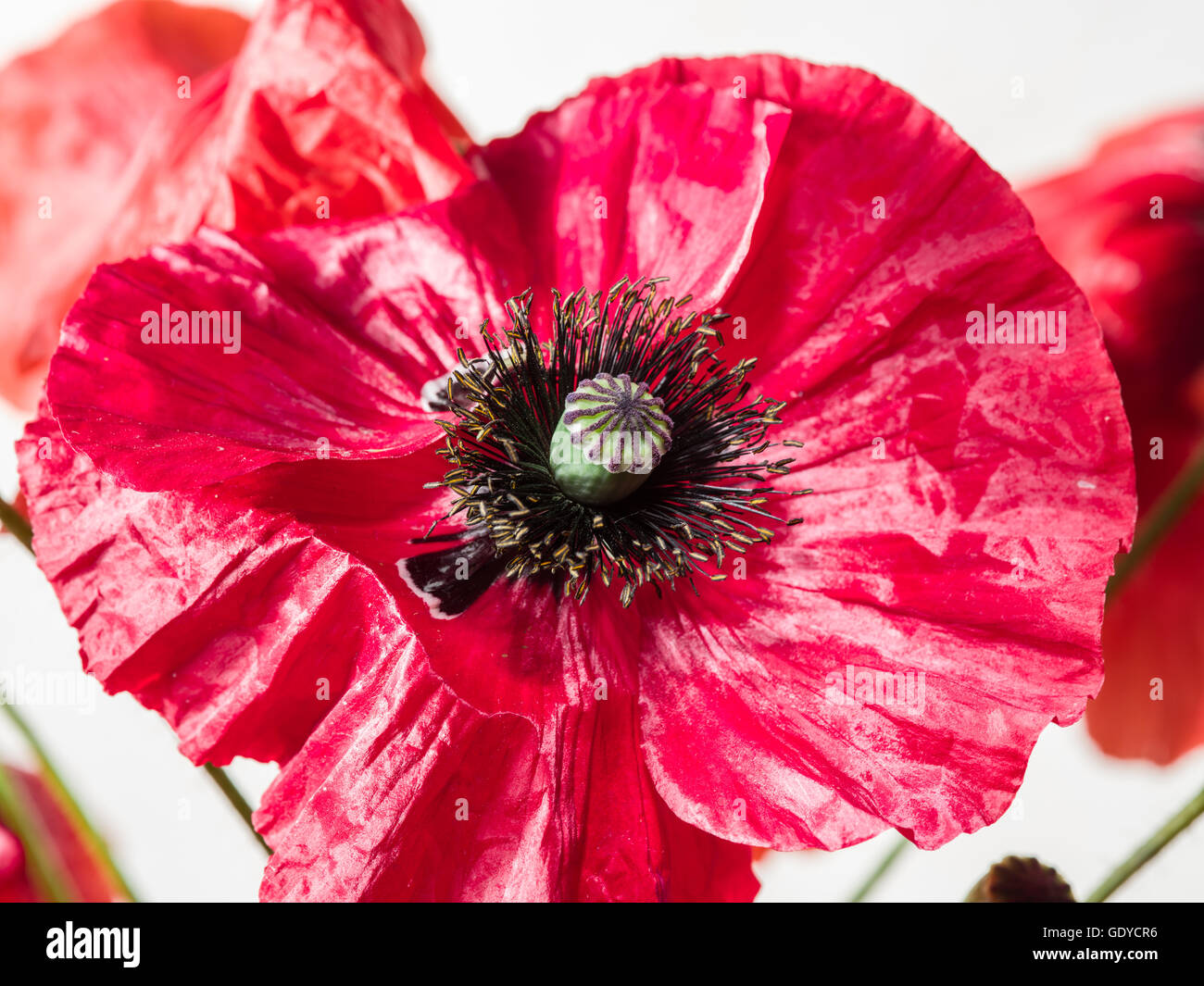 Beautiful velvet poppy flower. Macro shot. Stock Photo