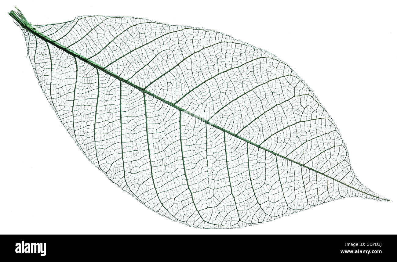 Skeleton of leaf on a white background. Stock Photo