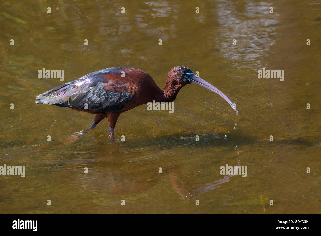 Glossy Ibis bird wading with reflections in the water Stock Photo